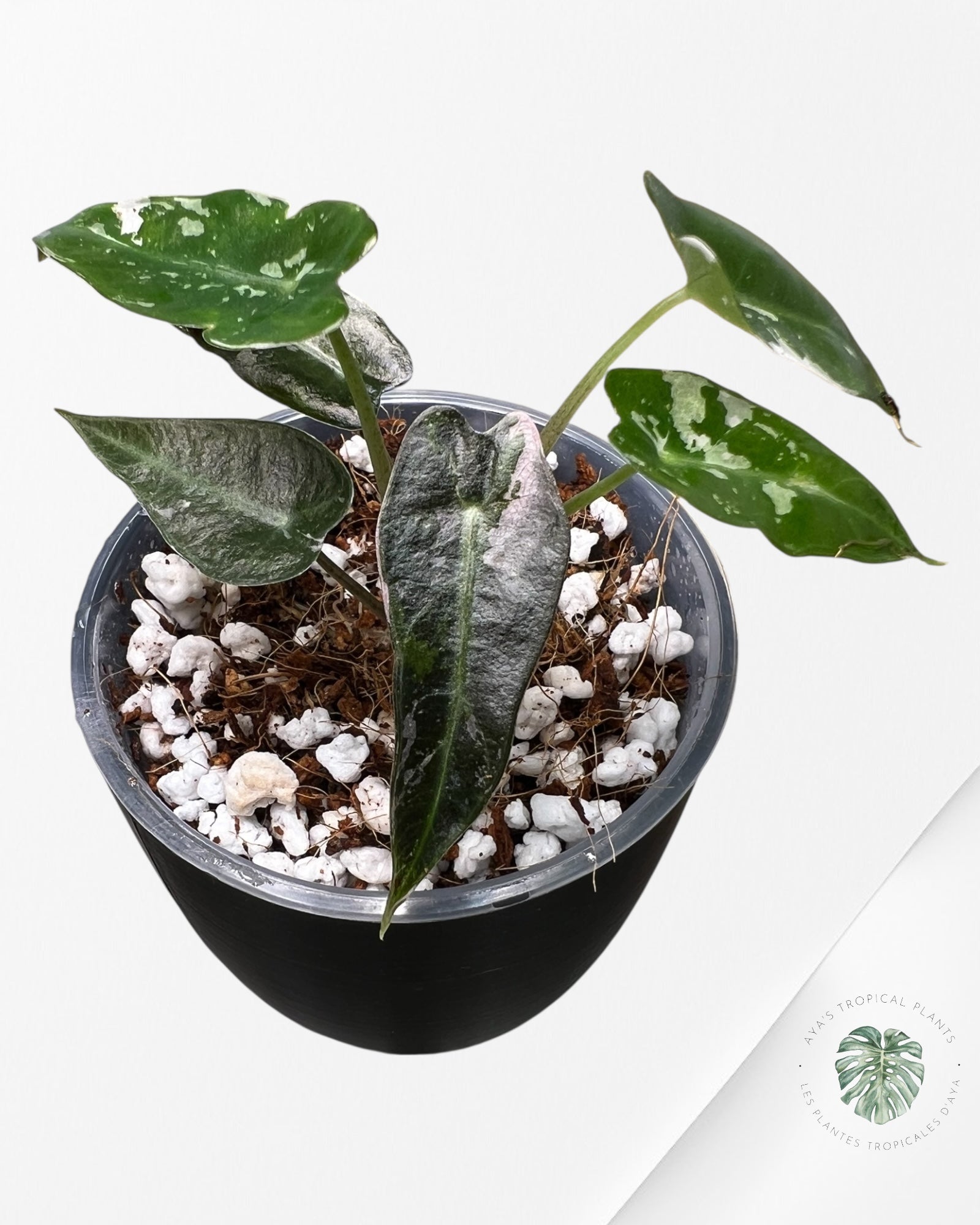 Alocasia Bambino rose panaché