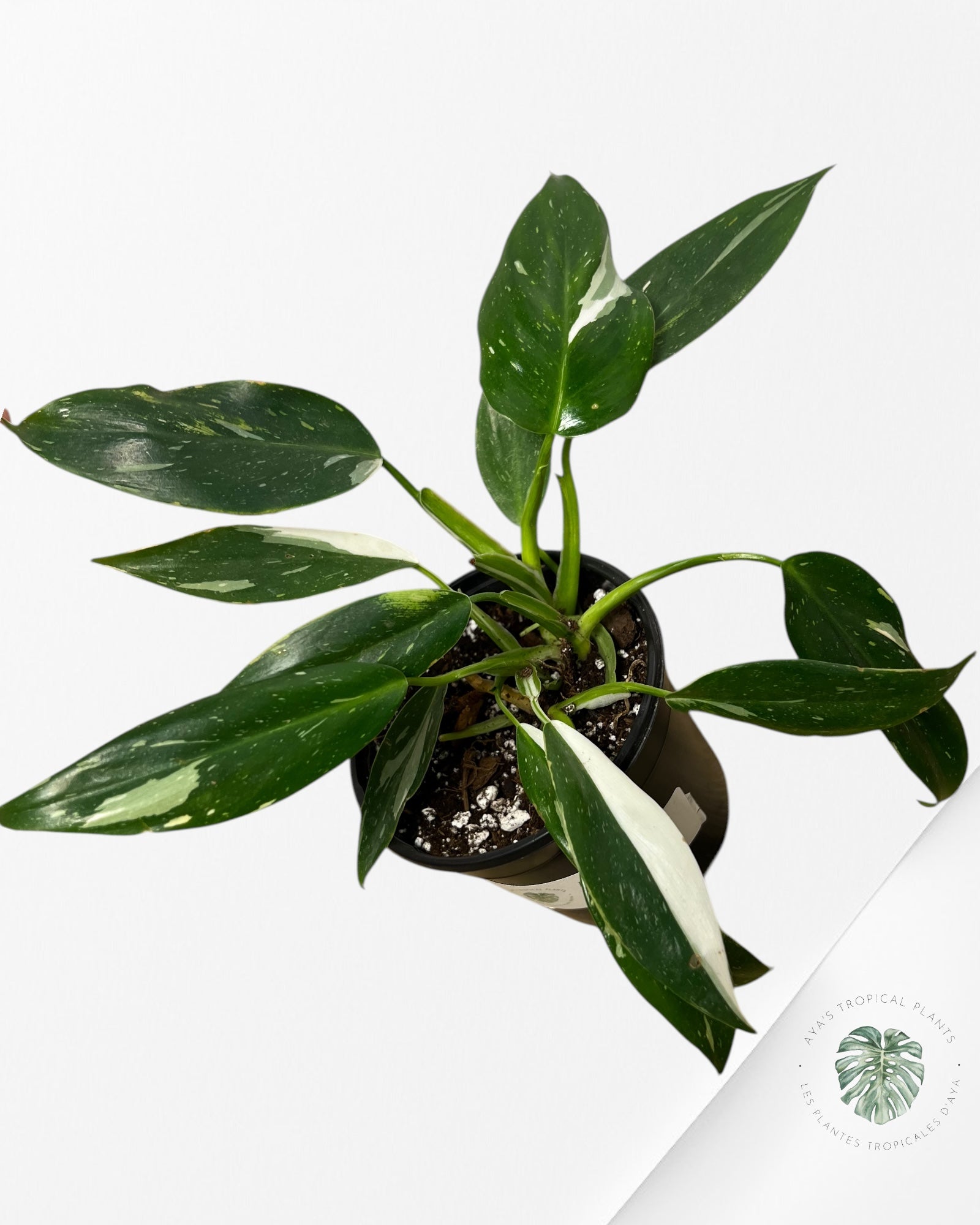 Philodendron White Princess - W3