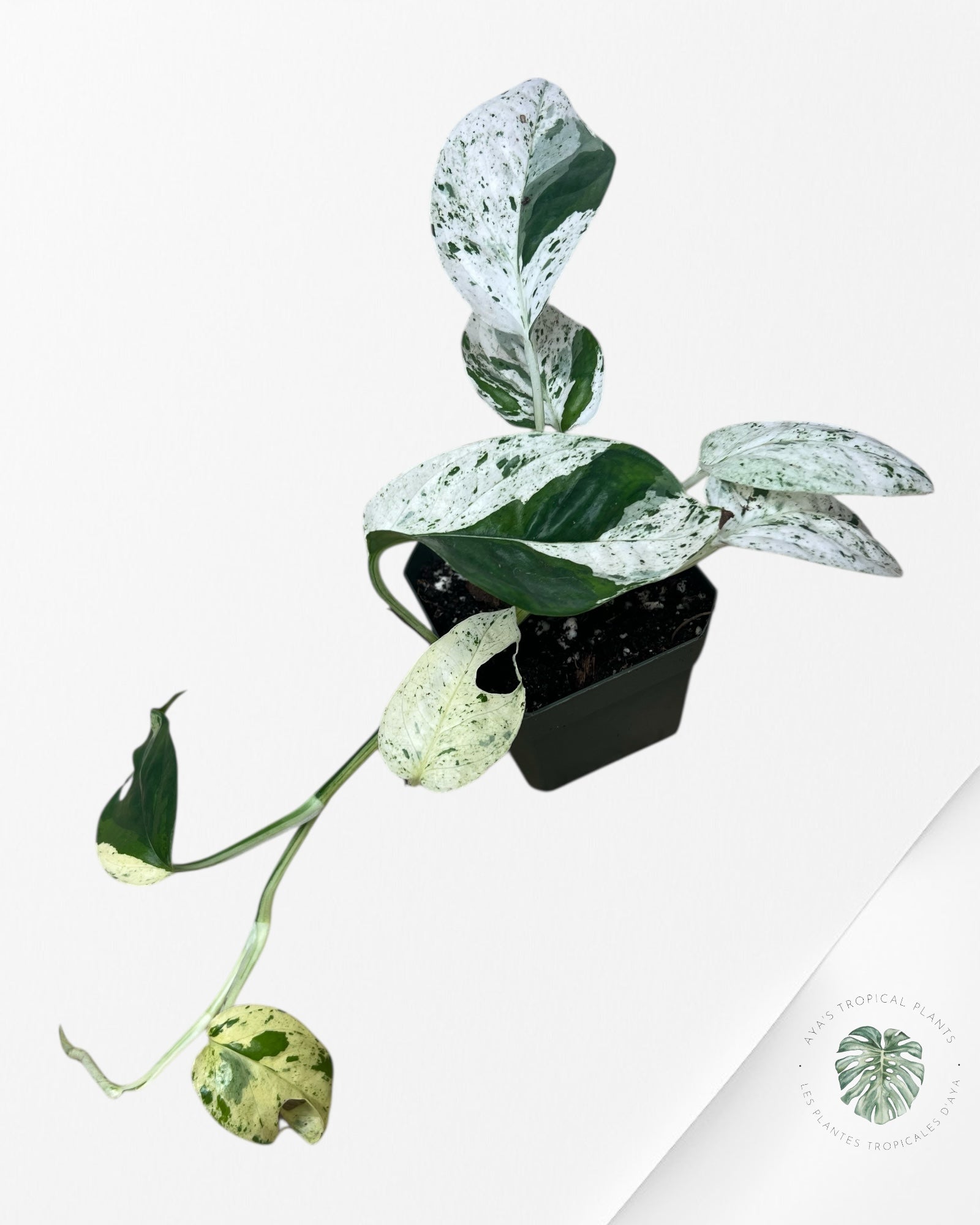 Marbre Epipremnum Pinnatum - E7
