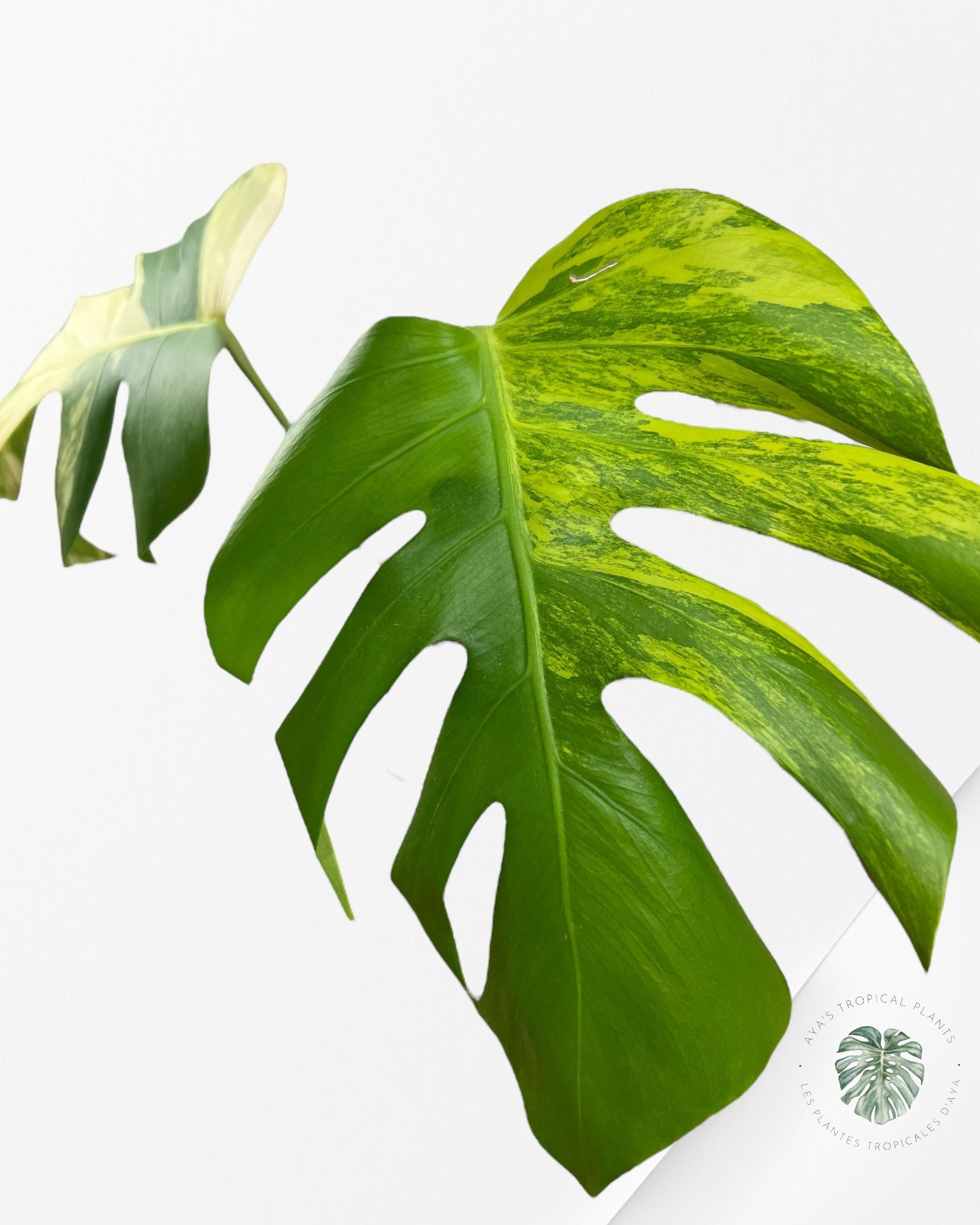 Monstera Aurea - VE2