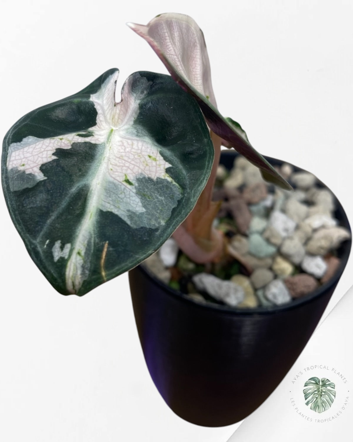 Alocasia Cœur Ballonet Rose panaché