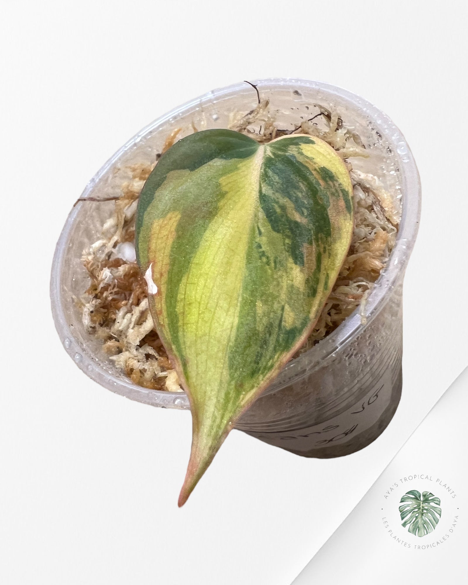 Philodendron Micans Variegated-PH20