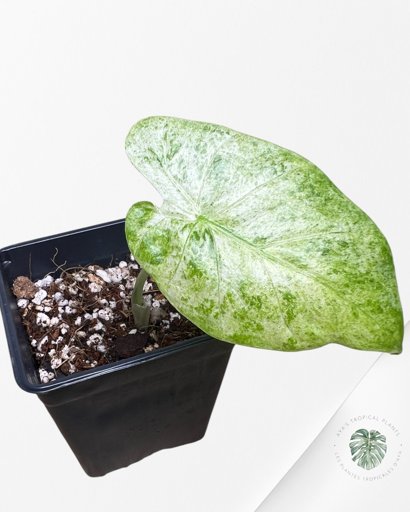 Alocasia Macrorrhiza Splash -SPI