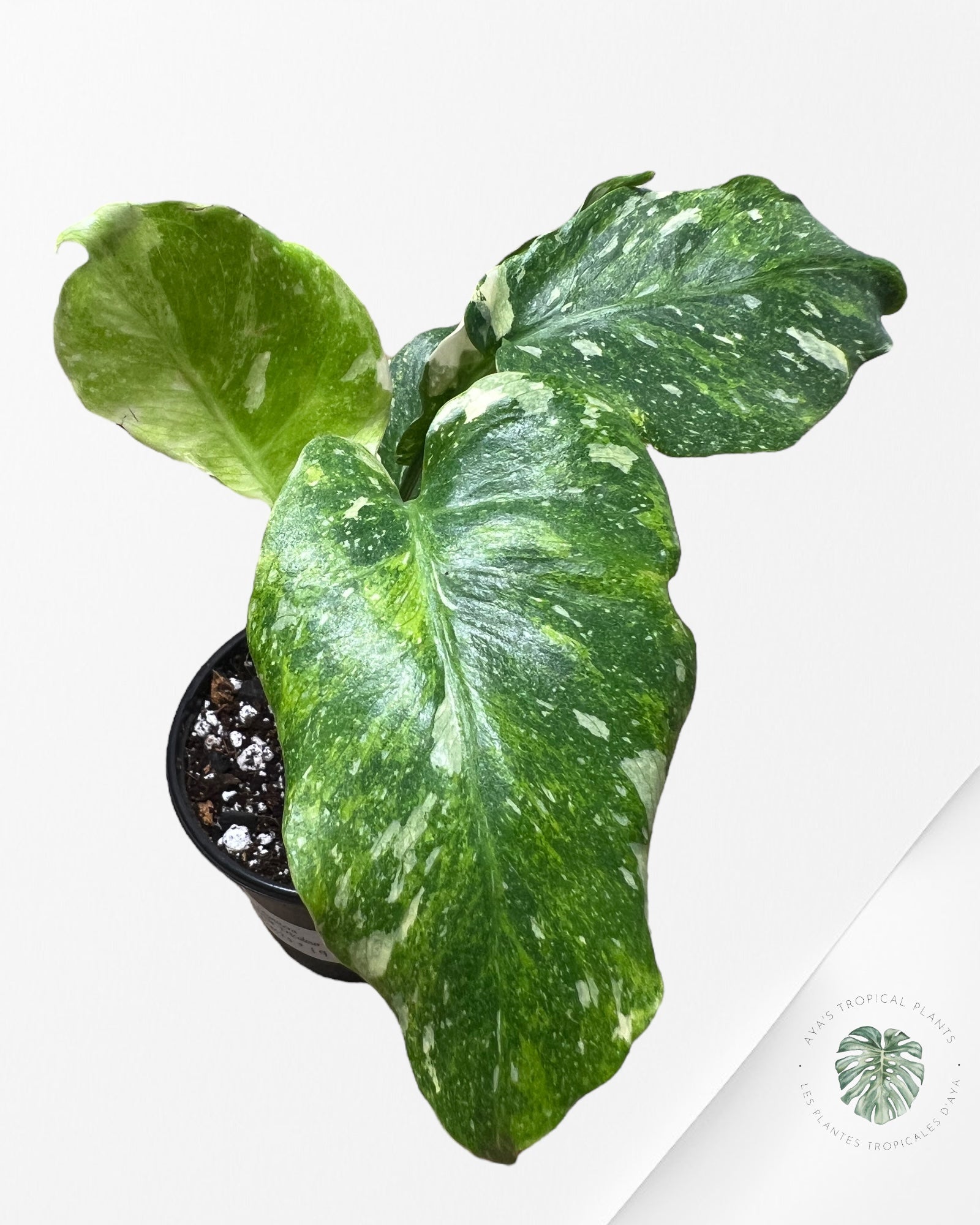 Monstera Miracle Tricolore-MMT5