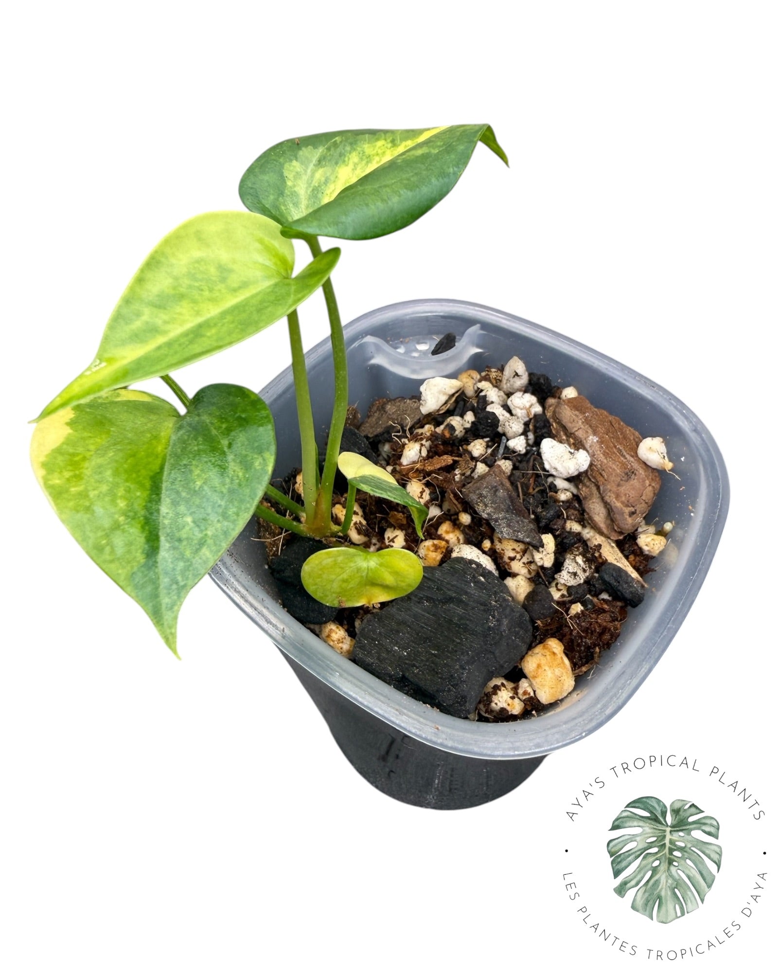Anthurium Clarinervium Aurea Panaché