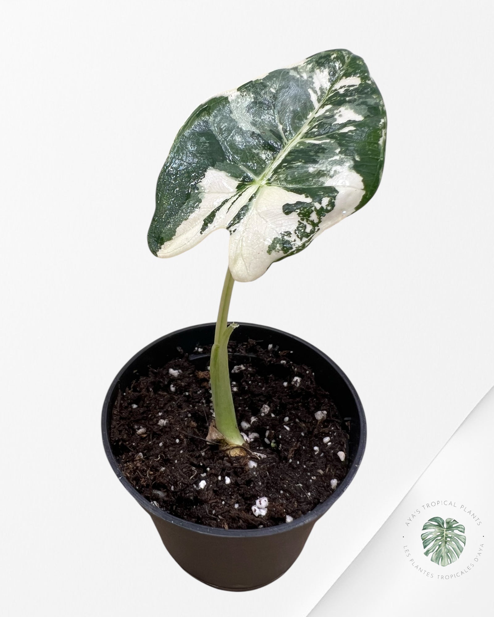 Alocasia Frydek Variagated (bébé) - 0332