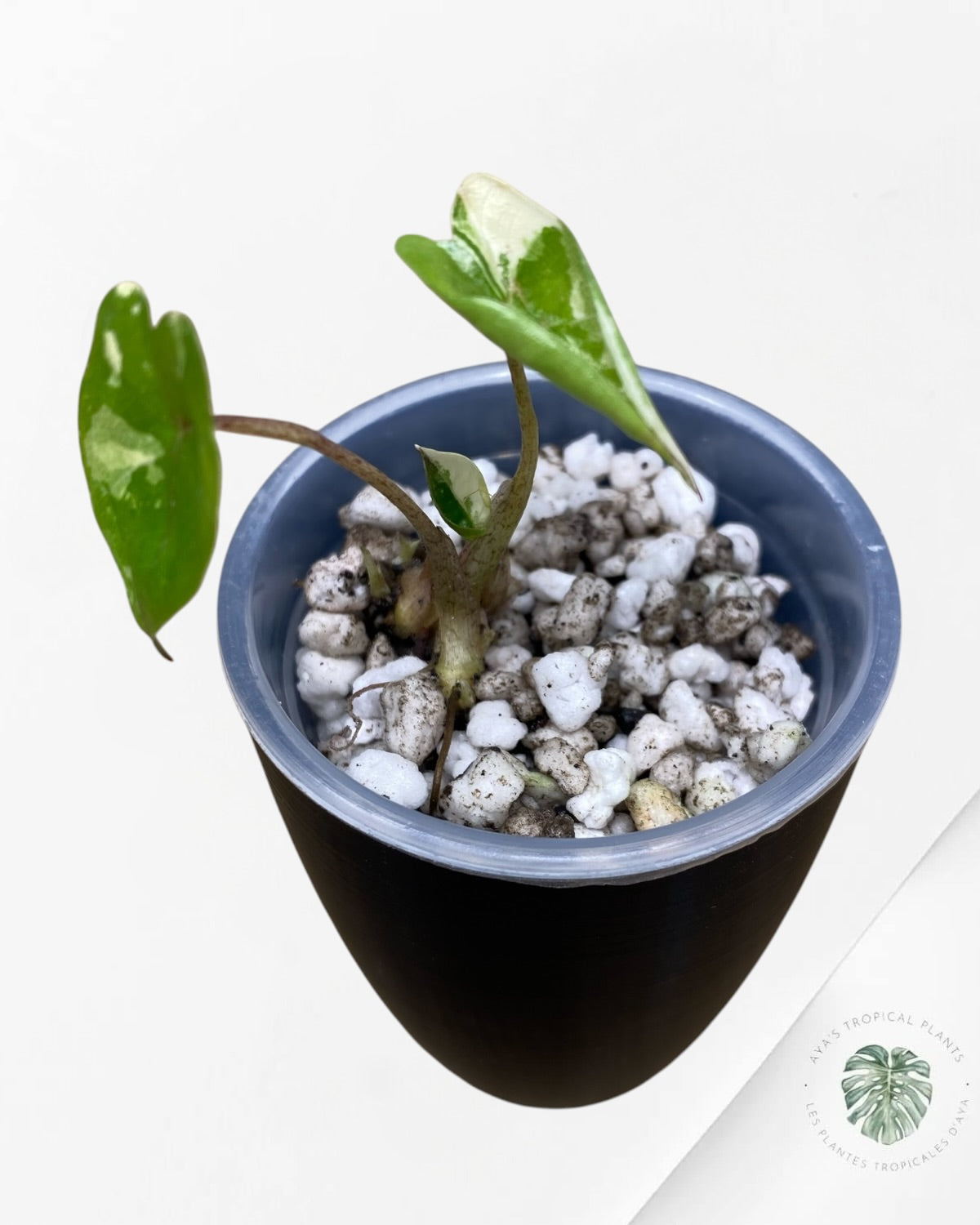 Alocasia Yucatan Princess Variegated