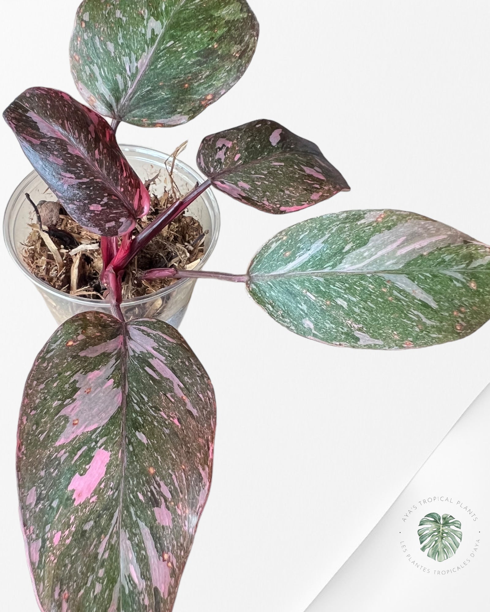 Philodendron Pink Galaxy