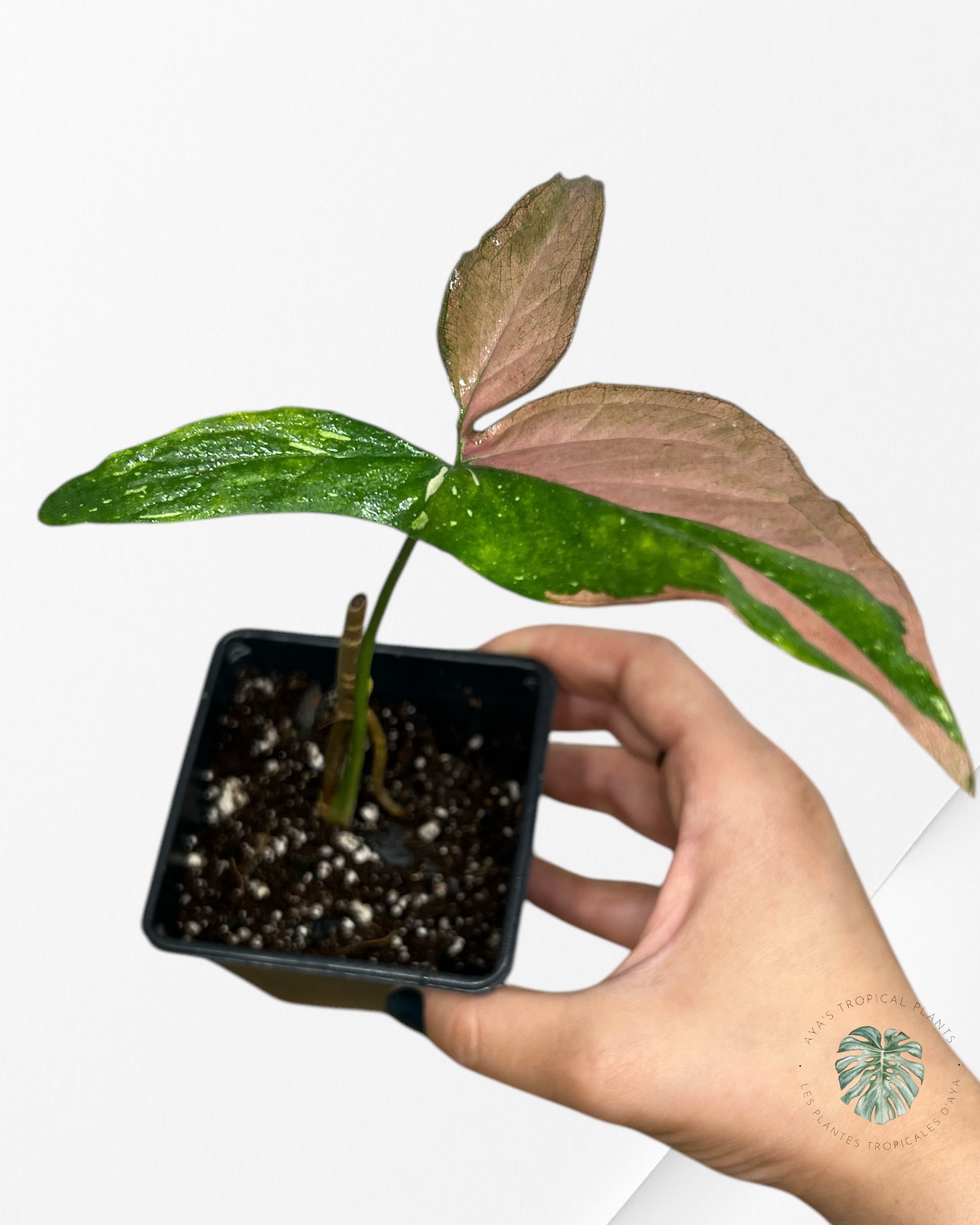 Syngonium Redspot Tricolor - SRT01