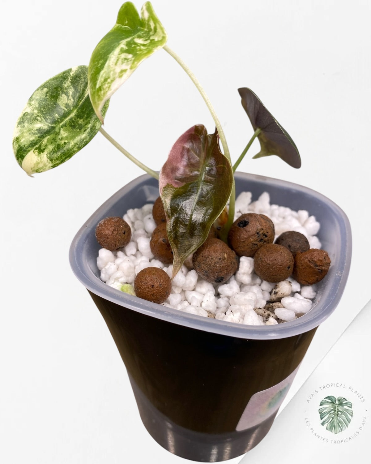 Alocasia Sedenii Aurea Variegated