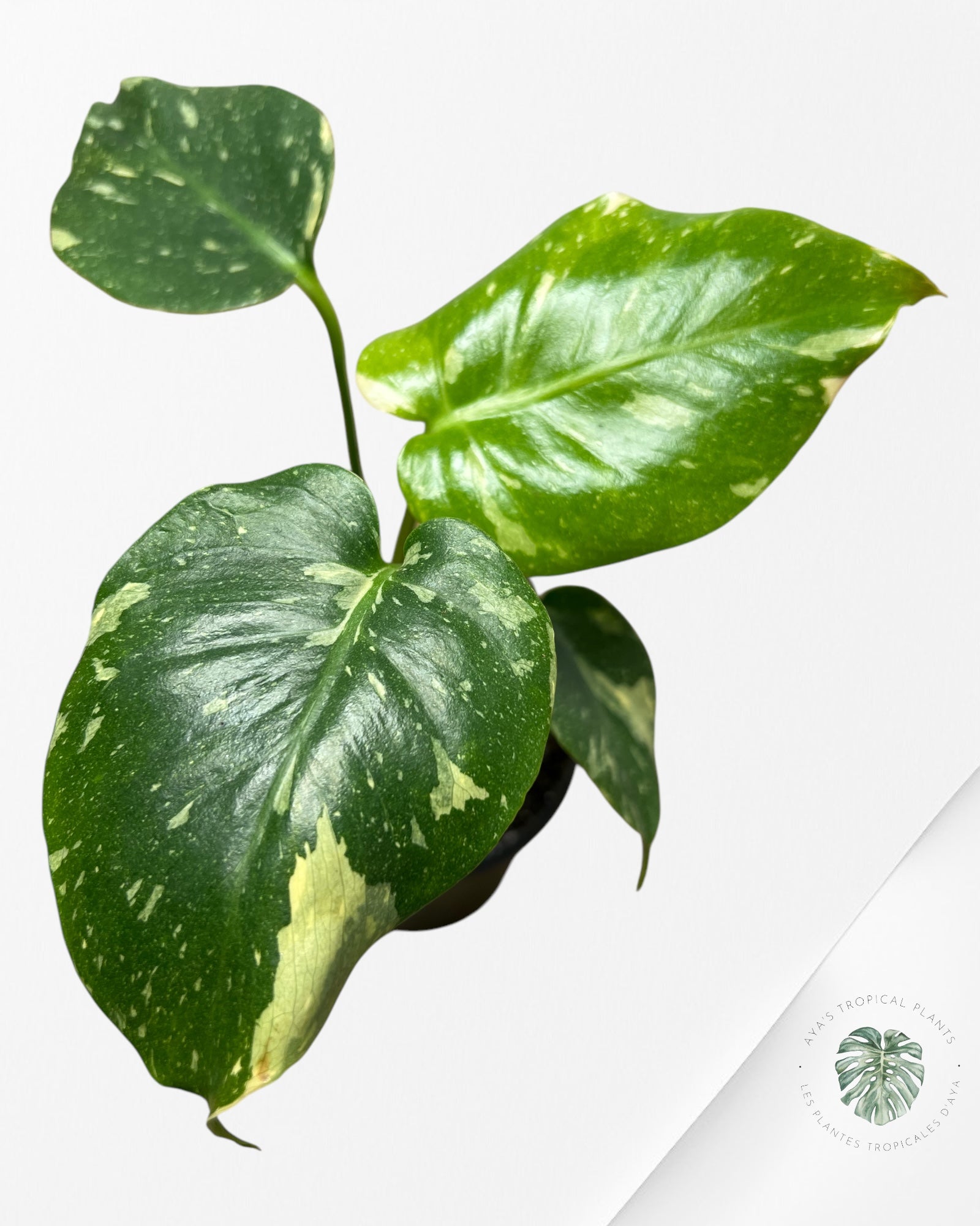 Monstera Thai Constellation-MTC14