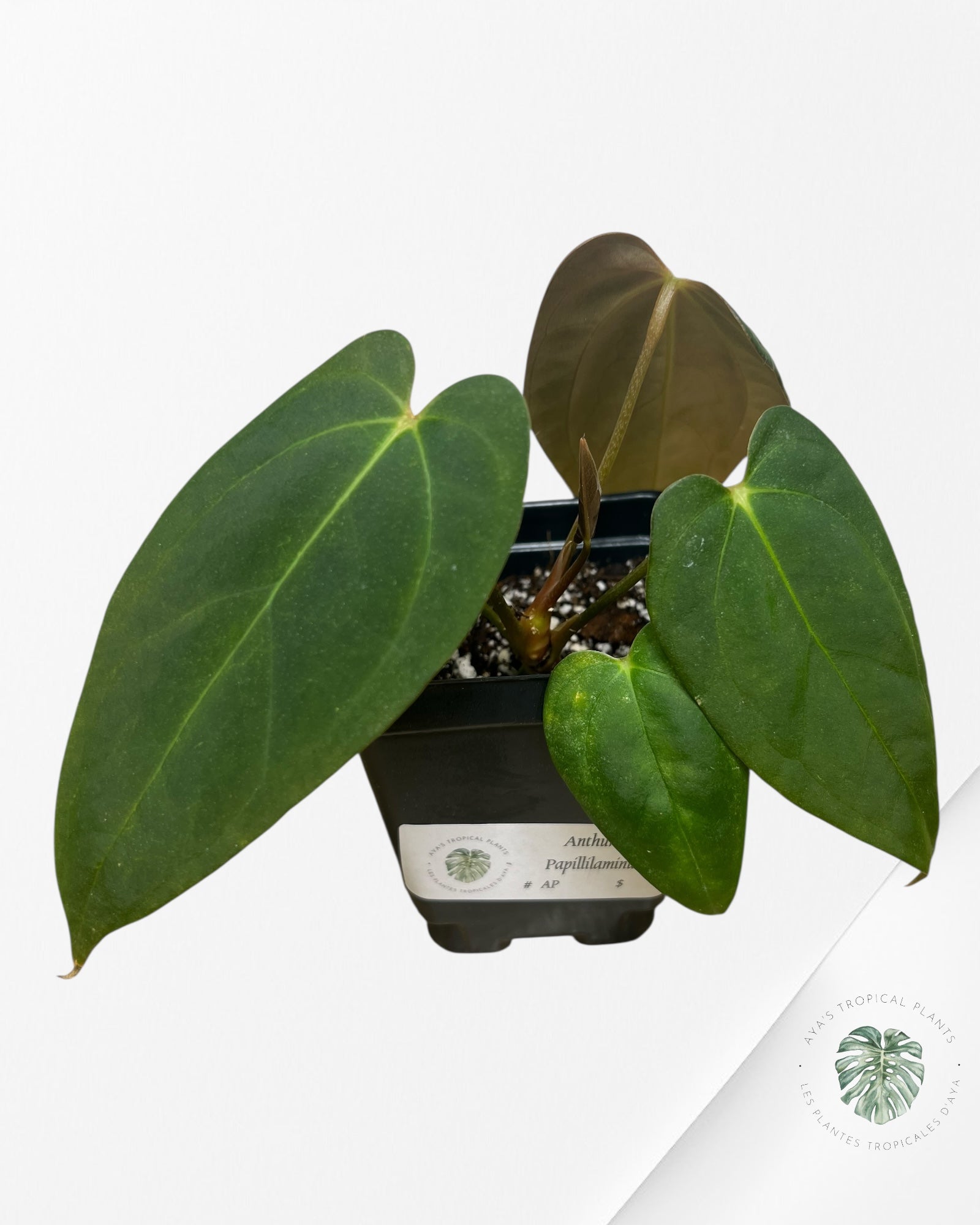 Anthurium papillilaminum - AP5