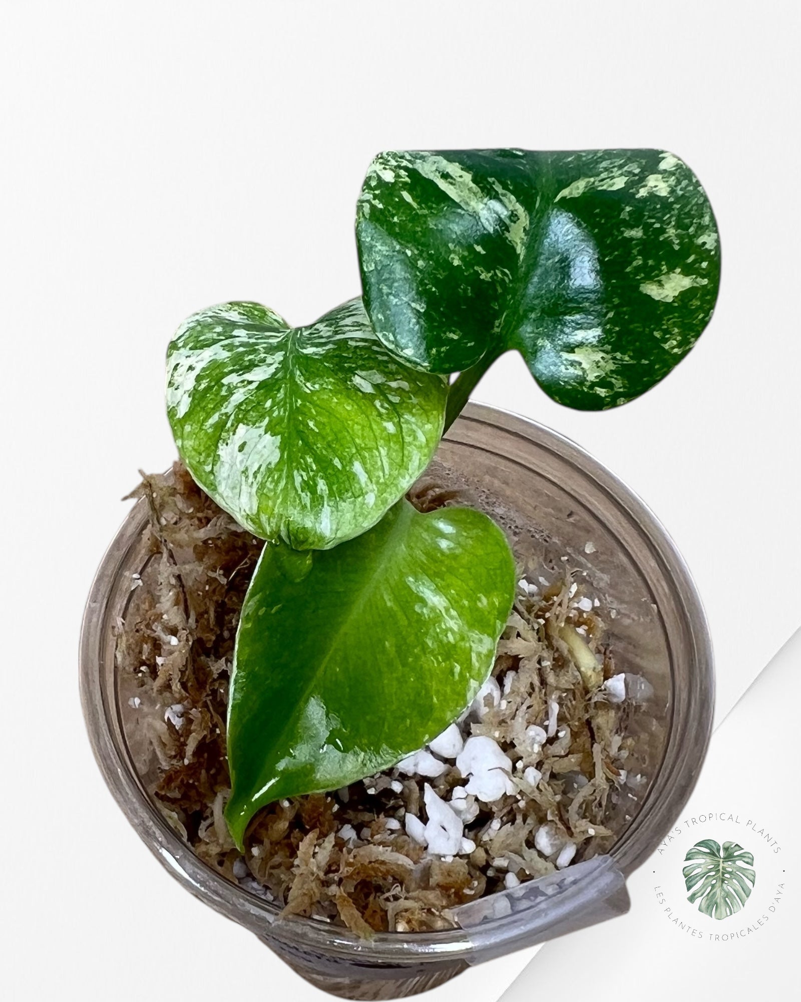 Monstera Mint - TC9