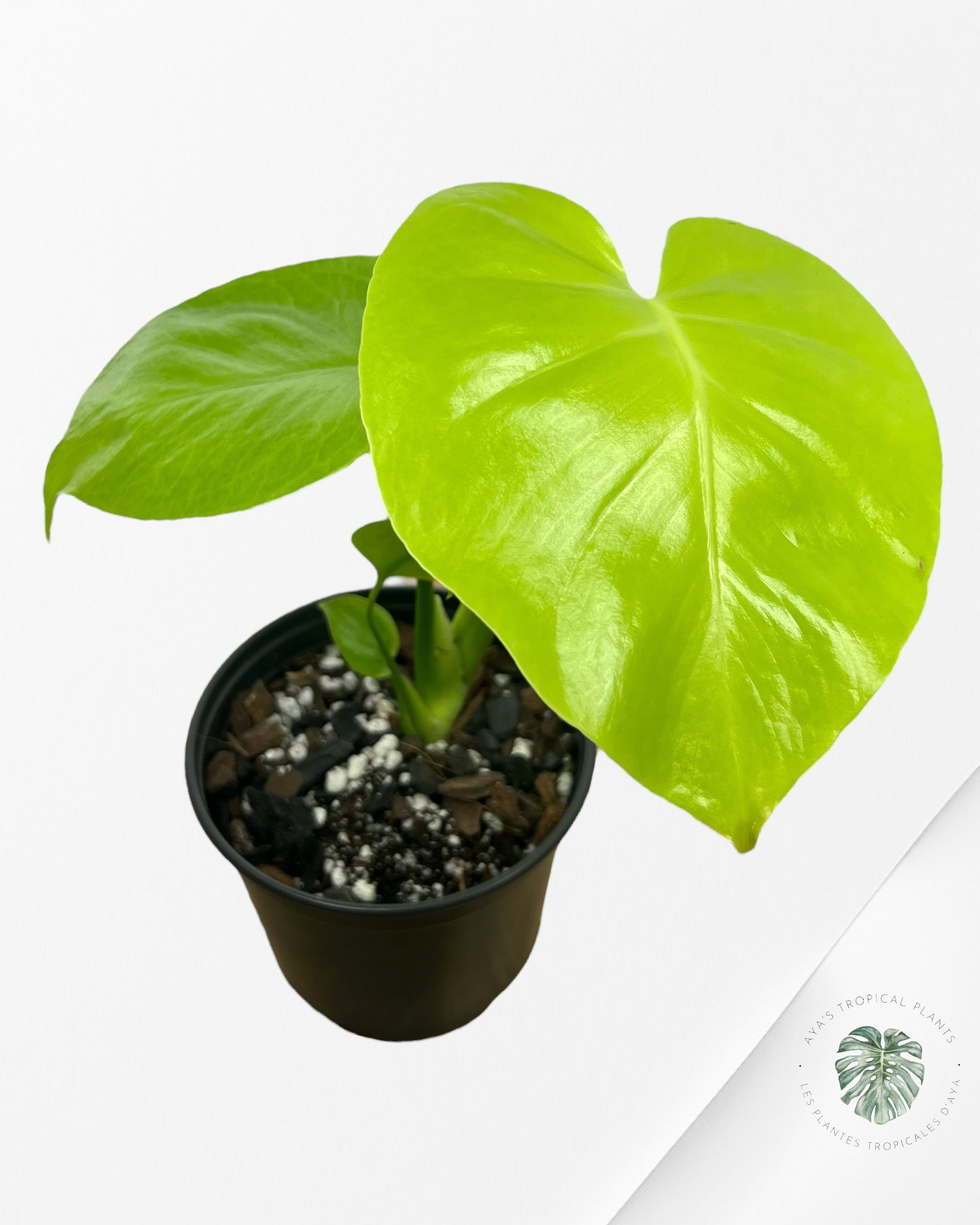 Monstera deliciosa 'Lemon Lime' - F7