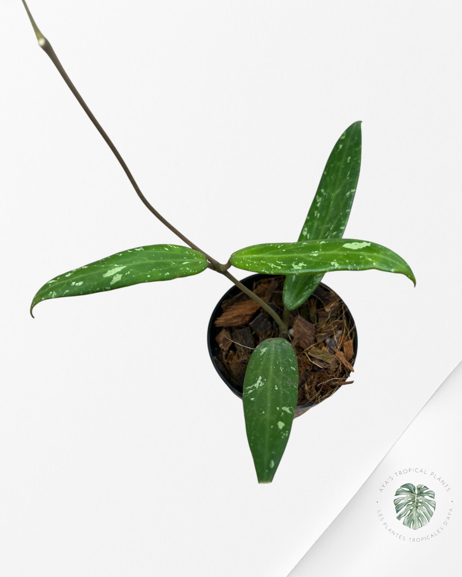 HOYA SP. SR 2007-13 (FROM LOEI PROVINCE)-F2