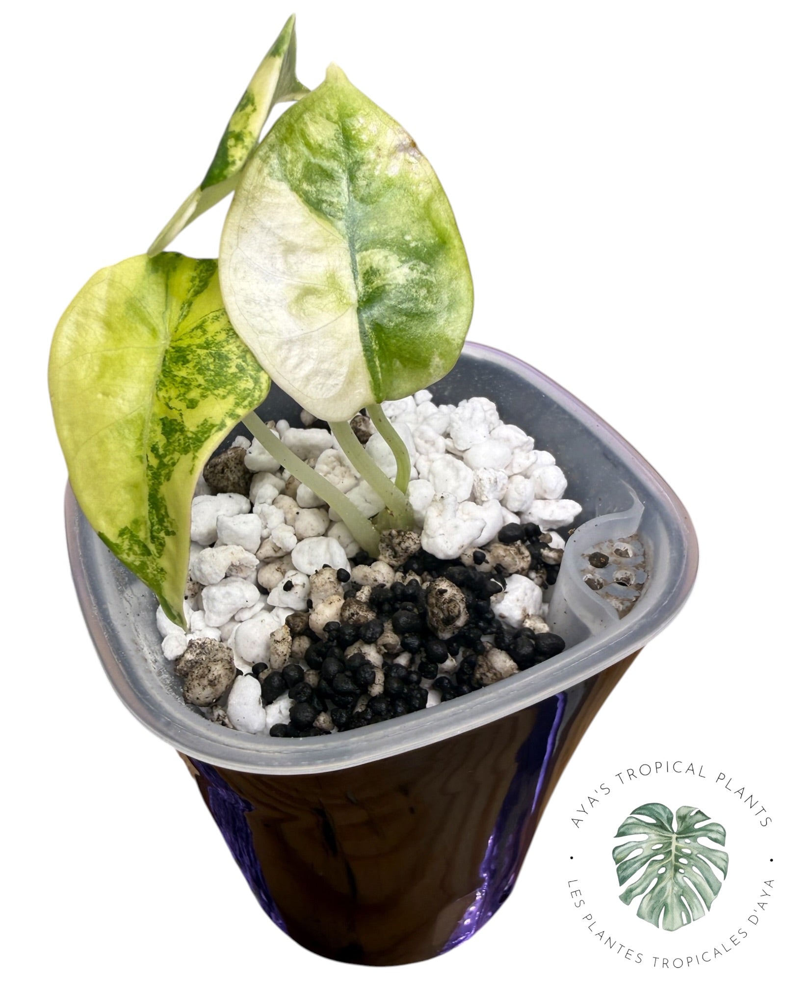 Alocasia Nebula Aurea Variegated
