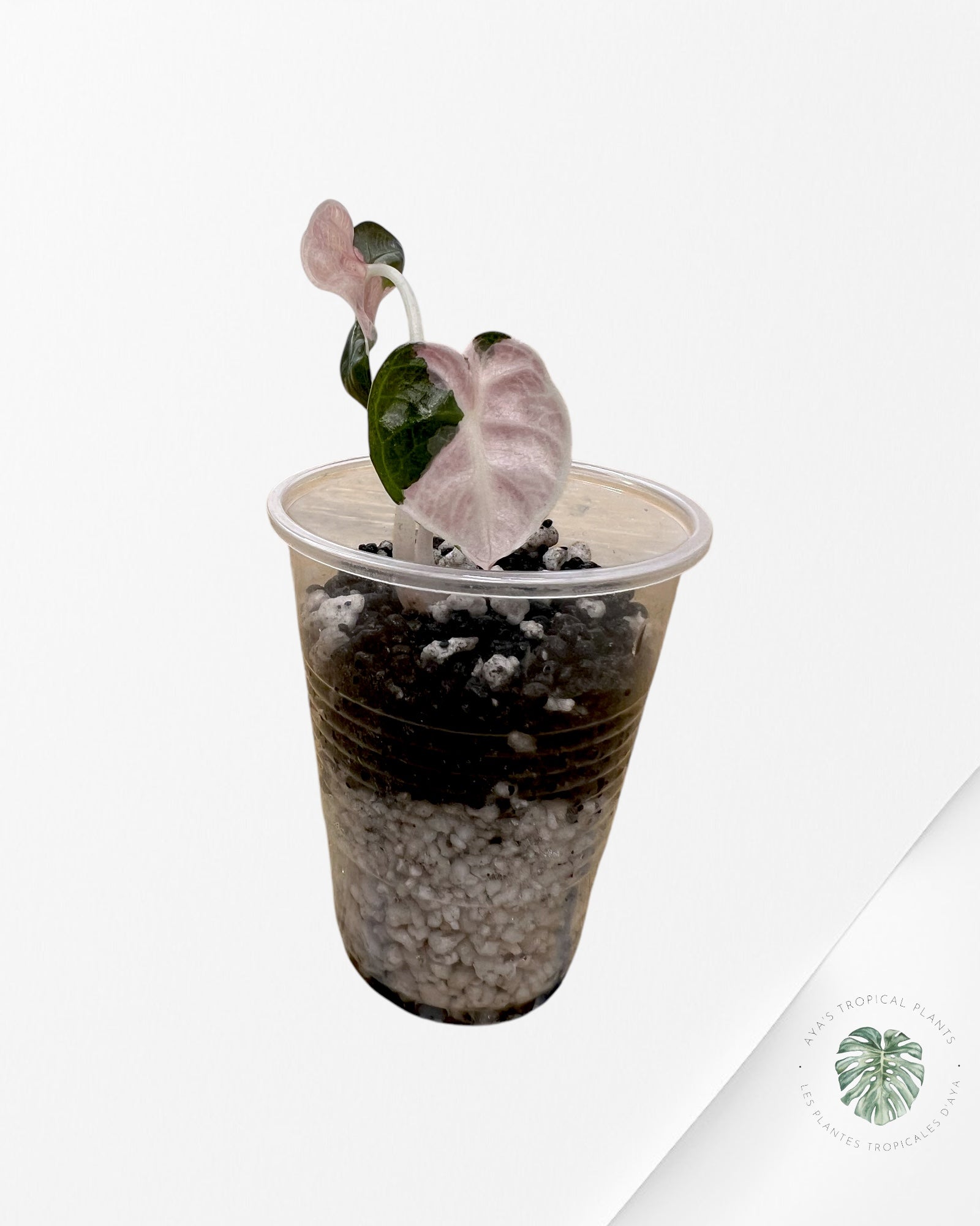 Alocasia Heart Balloon Pink Variegated - ST2
