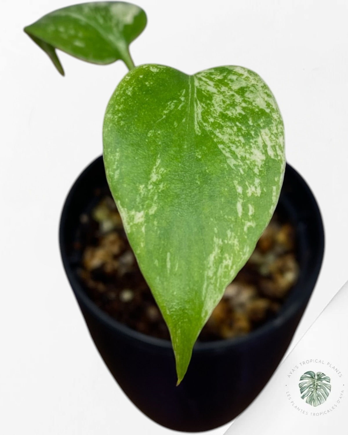 Monstera Deliciosa “Starlight”