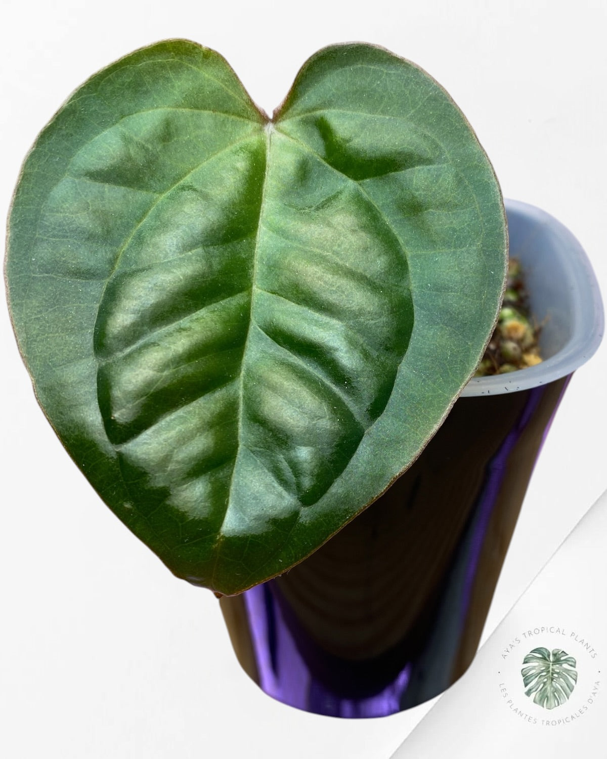 Anthurium Ace of Spades x Luxurians