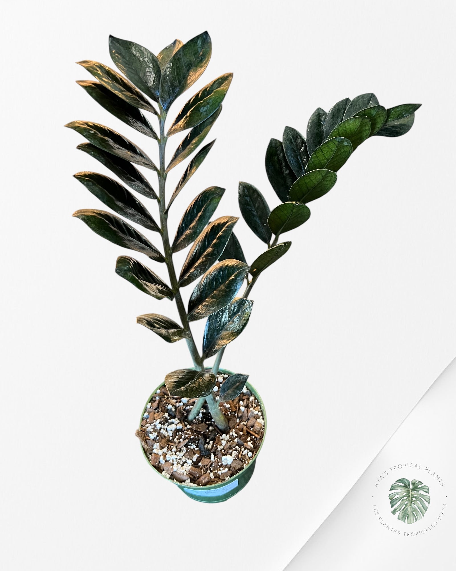 ZZ Nova Star  Zamioculcas Zamiifolia -CC