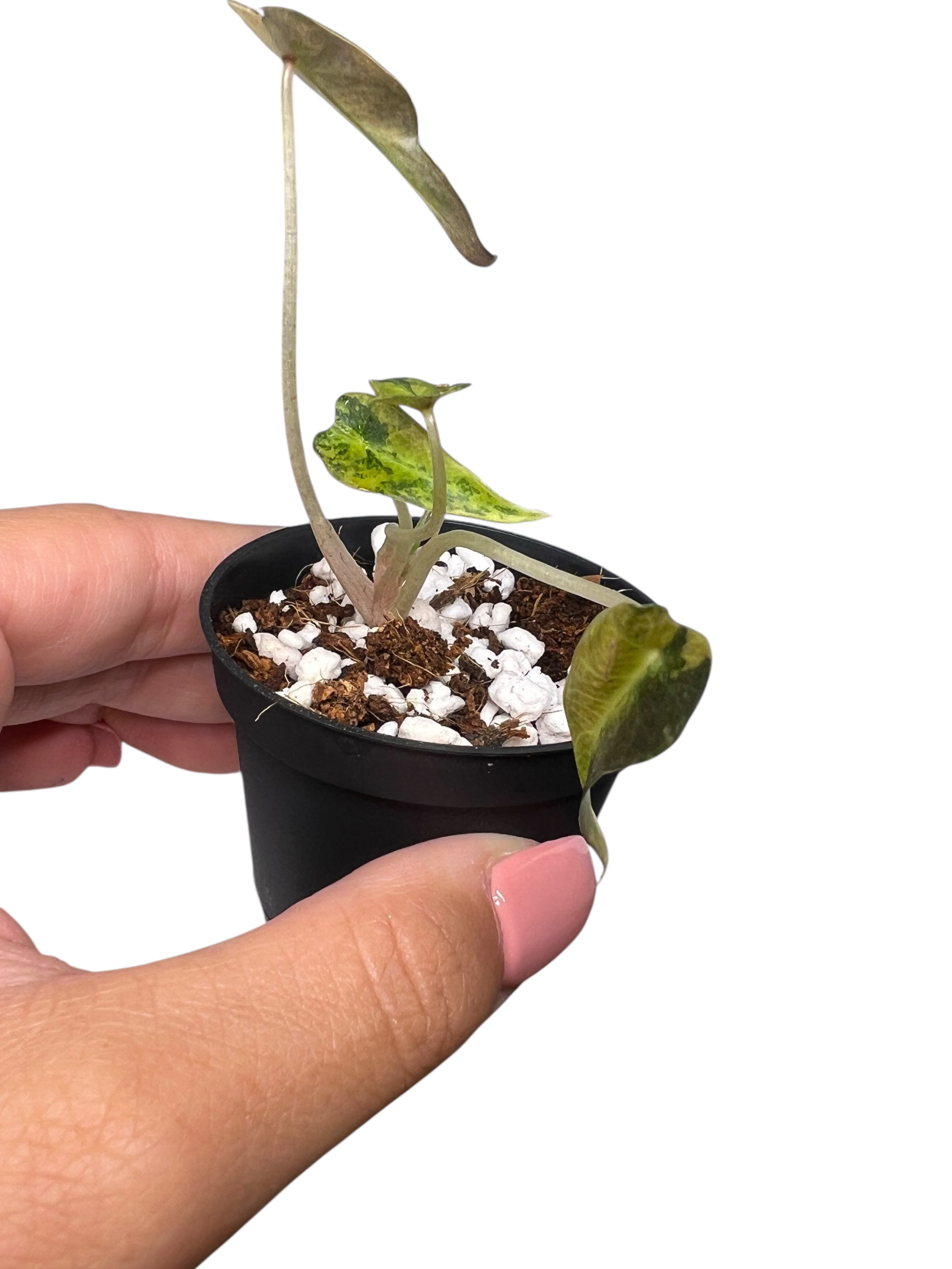 Alocasia Bambino Variegated (Aurea) - TC02