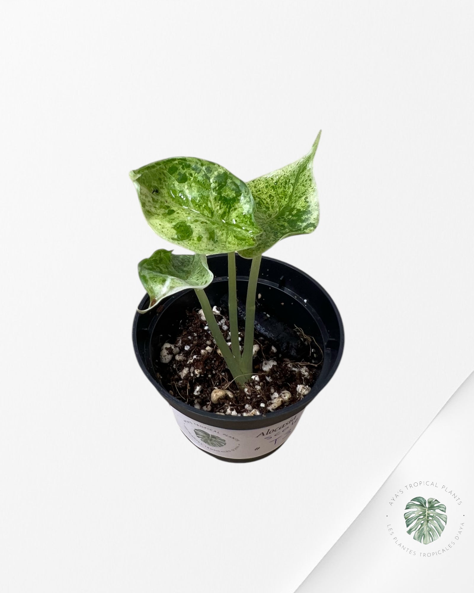 Alocasia Dragon Scale Mint - T3