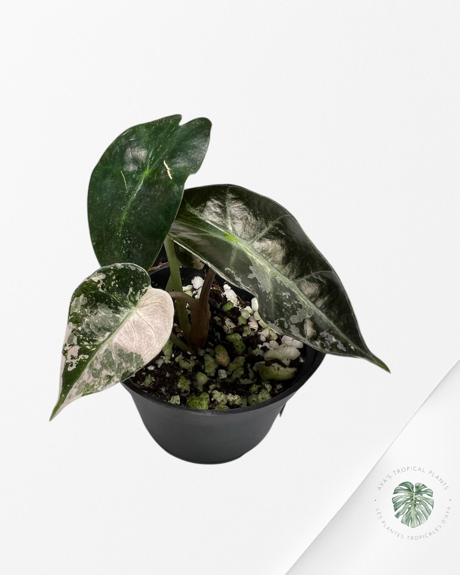 Alocasia Polly Variegata (pink A Grade) - P38