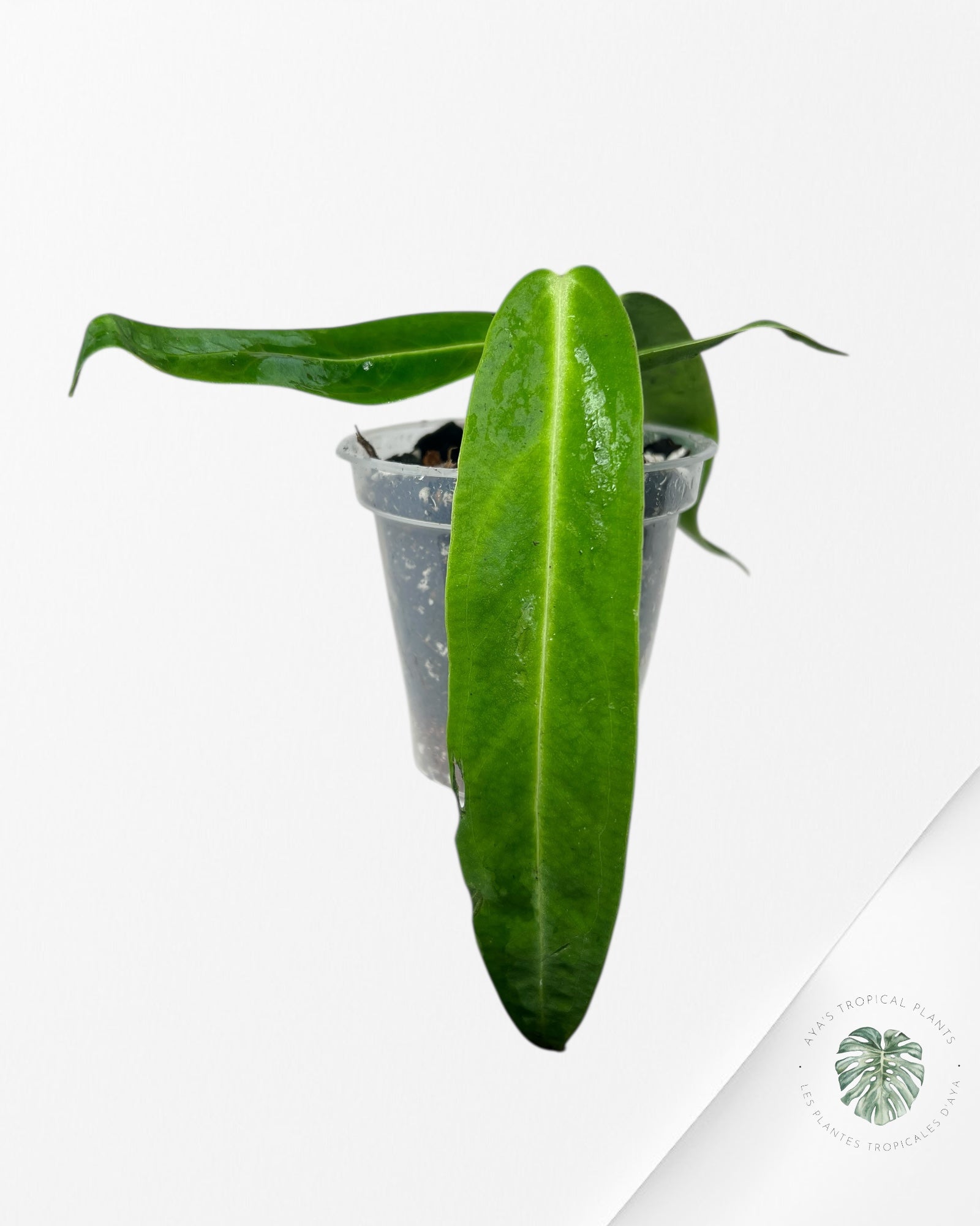 Anthurium Warocqueanum - 04