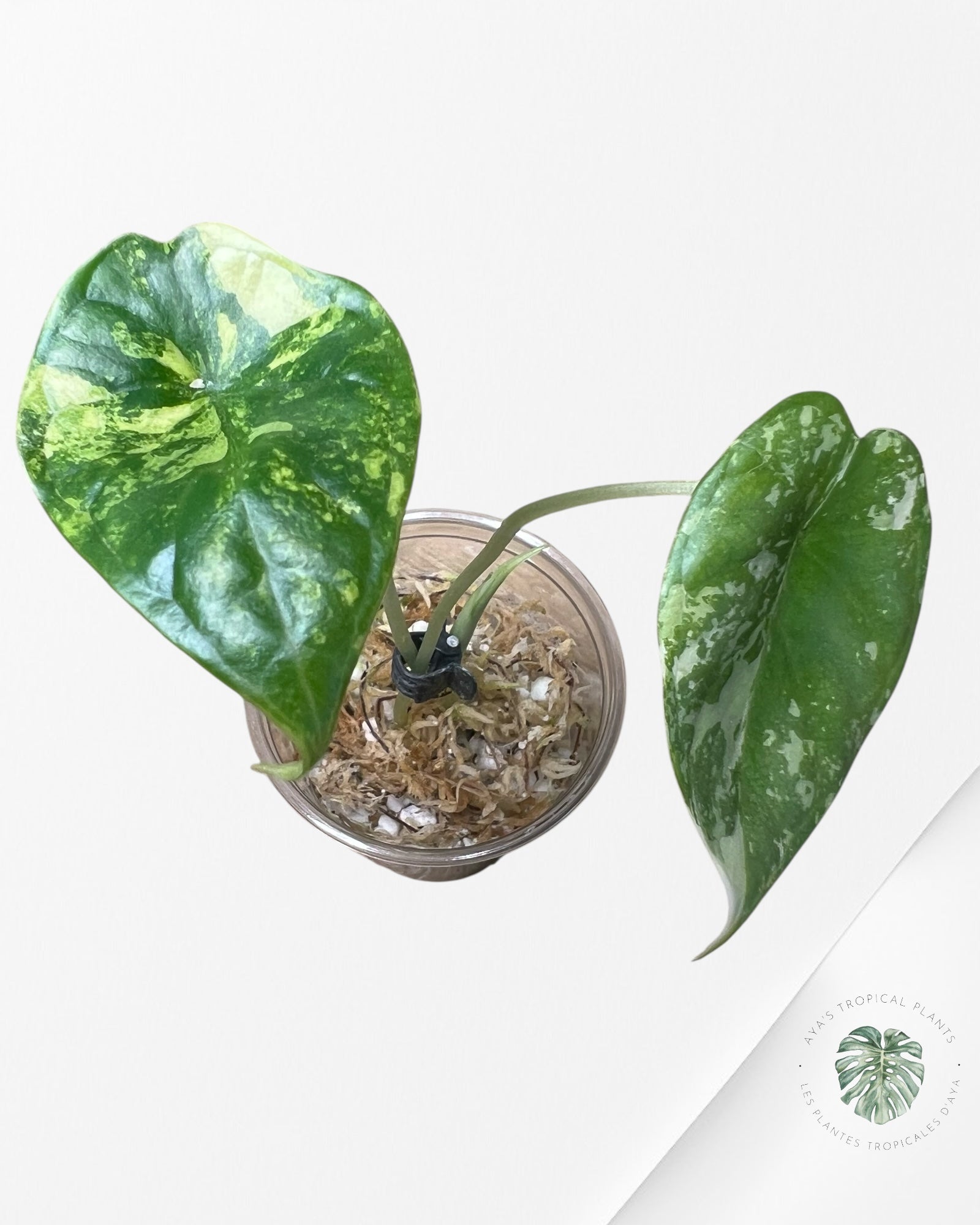 Alocasia Dragon Scale Variegated Aurea -NO