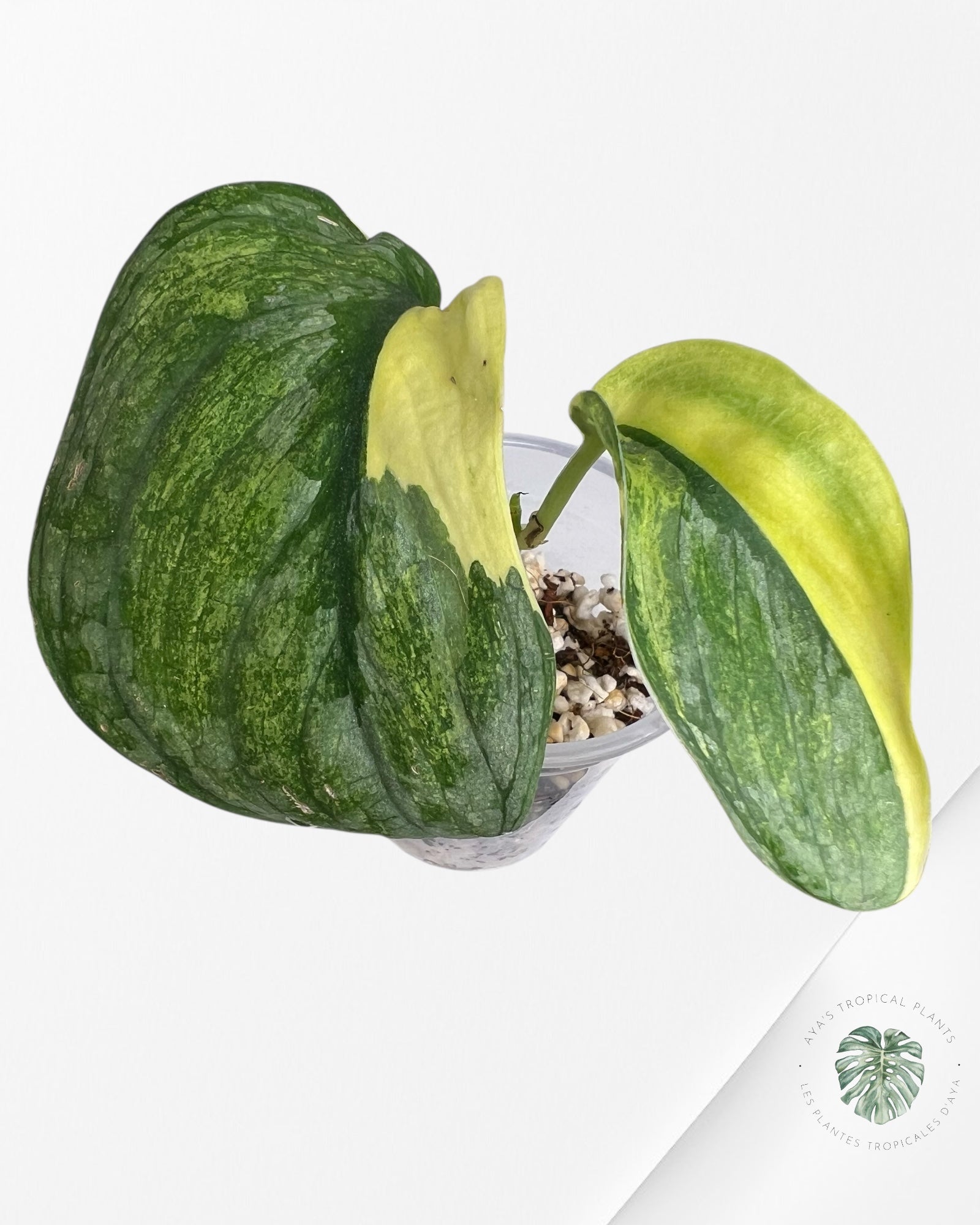 Scindapsus Silver Tattoo Variegata -SS1
