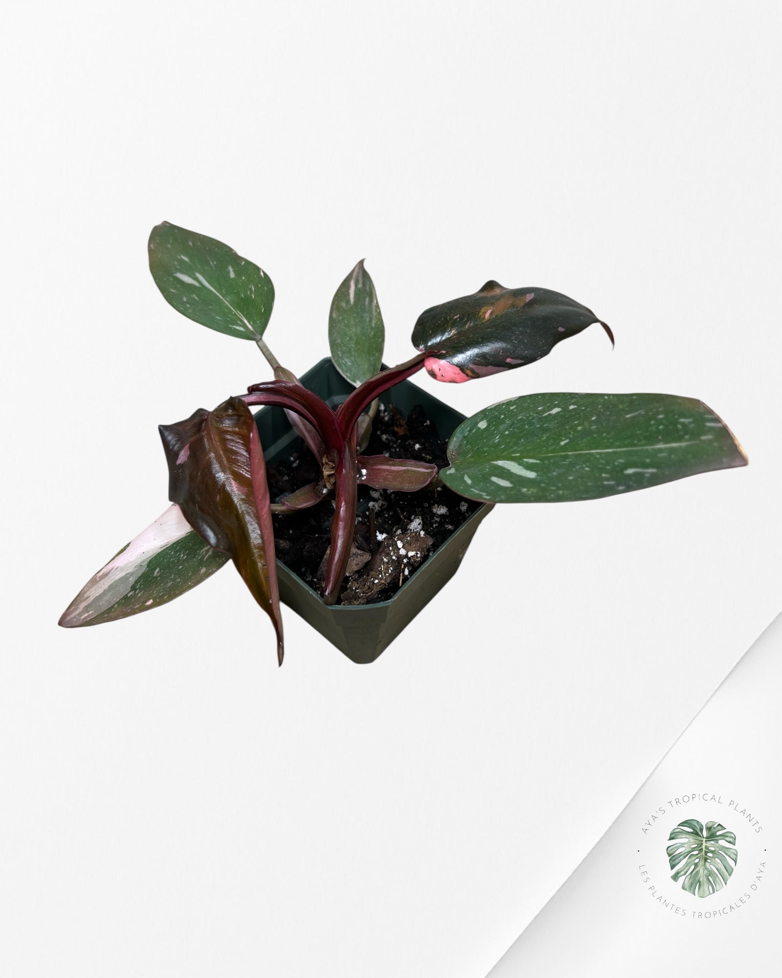 Philodendron Pink Princess Marble-L