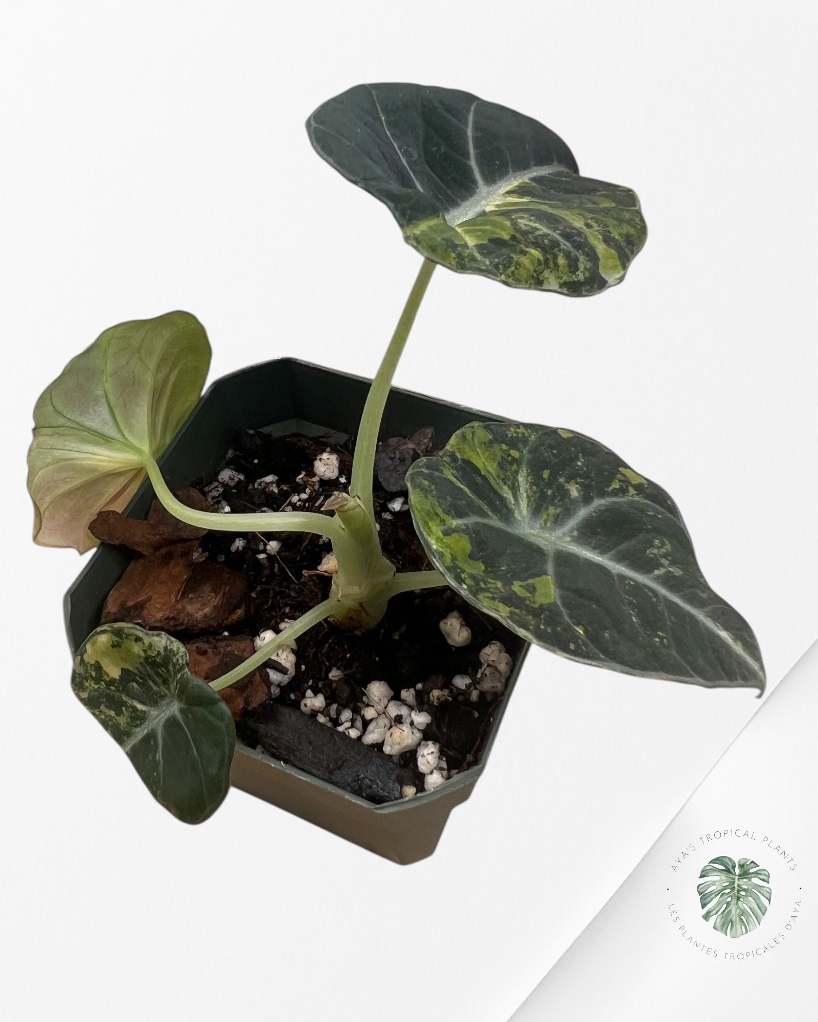 Alocasia Black Velvet Gold-ABVG4