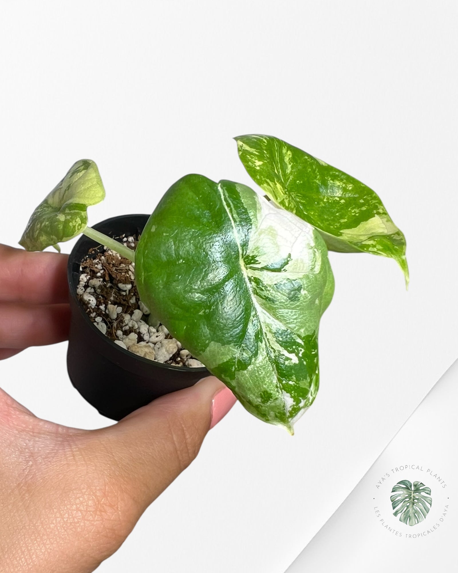 Alocasia Dragon Scale Variegated Albo ( Grade A) - TC1