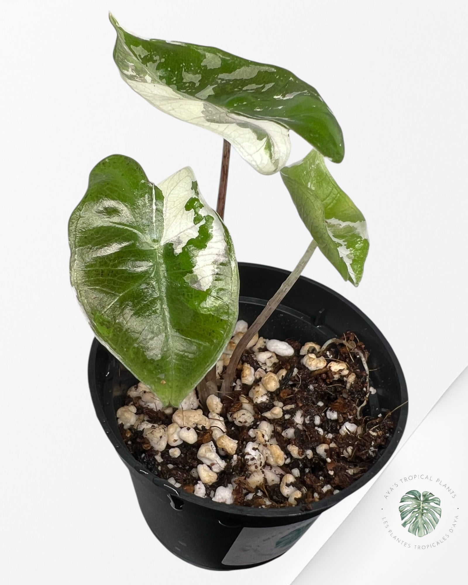 Alocasia Pseudo Sanderiana Albo/Pink