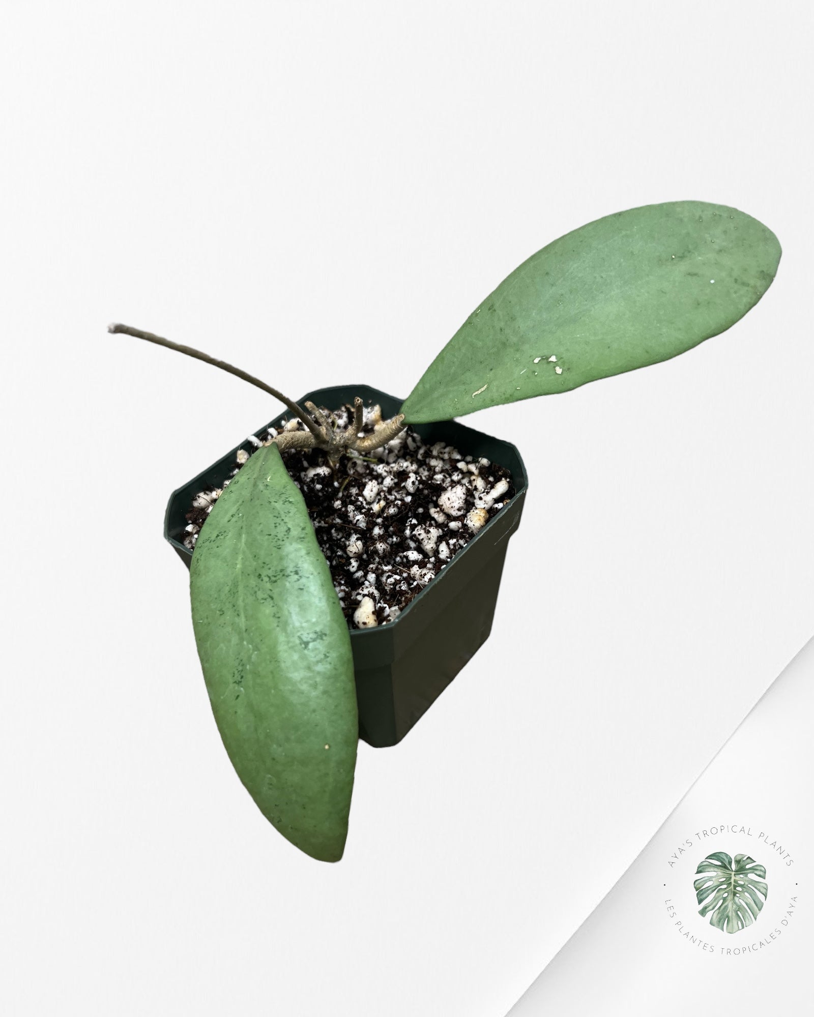 Hoya erythrostemma (Silver) - ST1