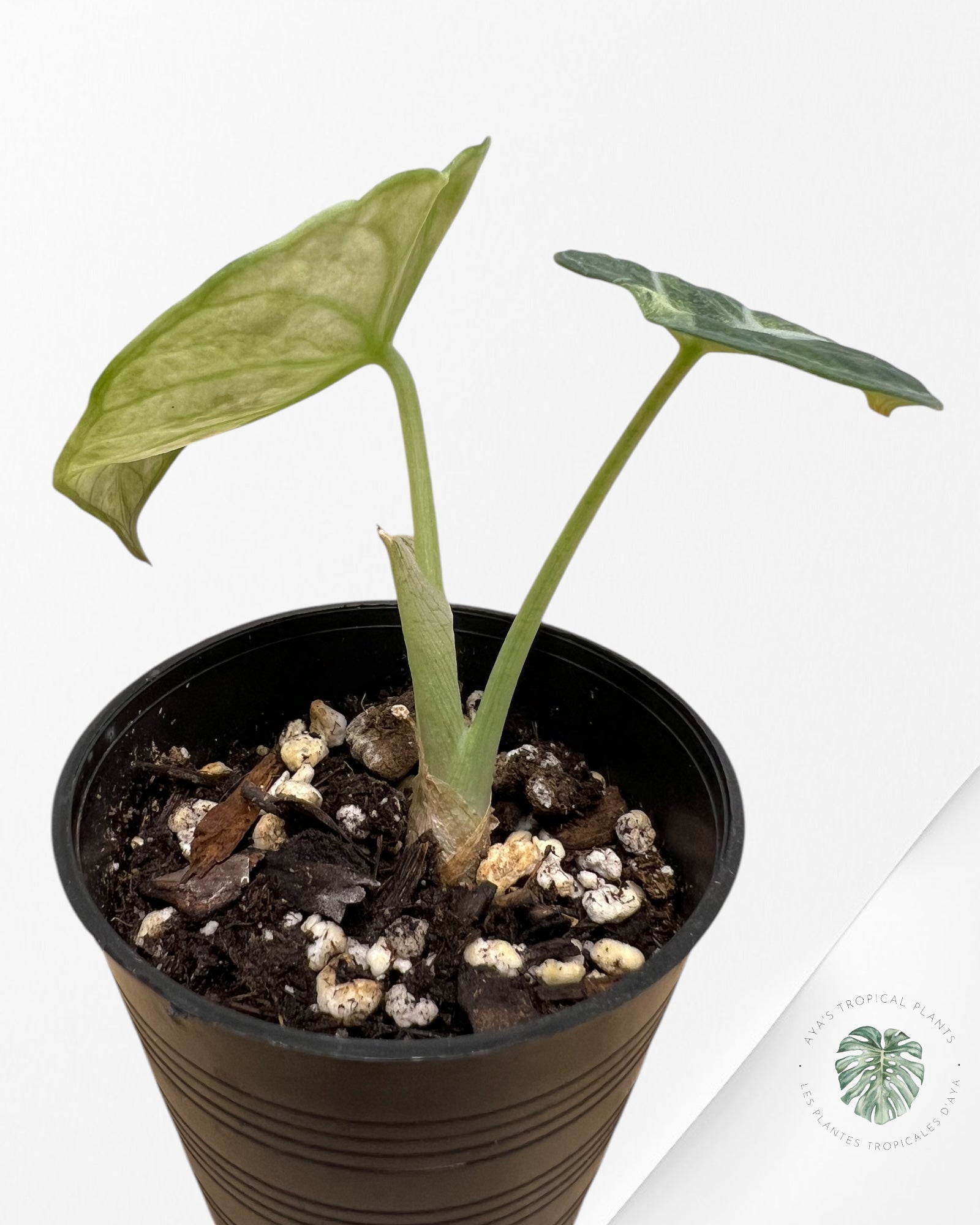 Alocasia Ninja Tricolor-ANT1