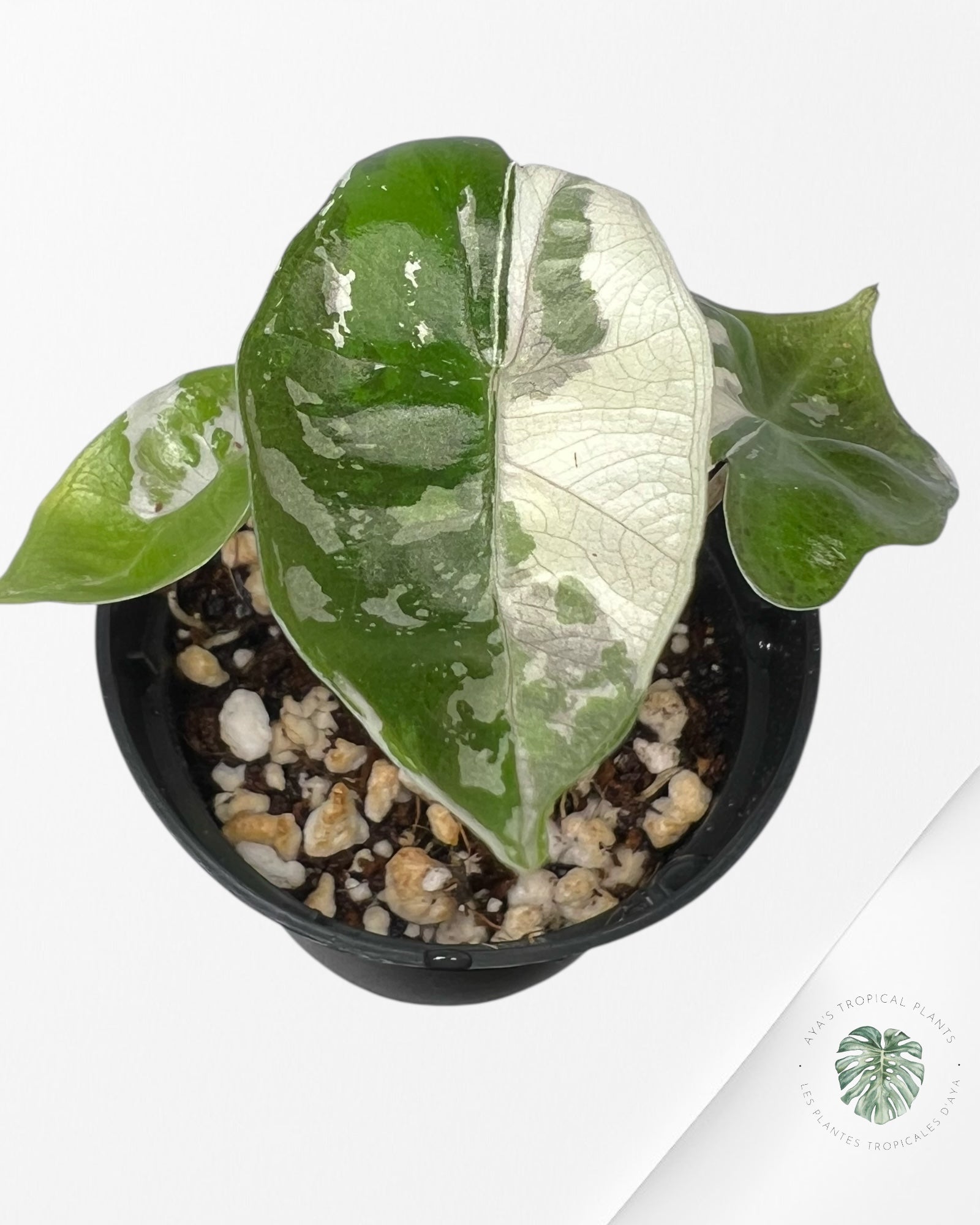 Alocasia Pseudo Sanderiana Albo/Pink