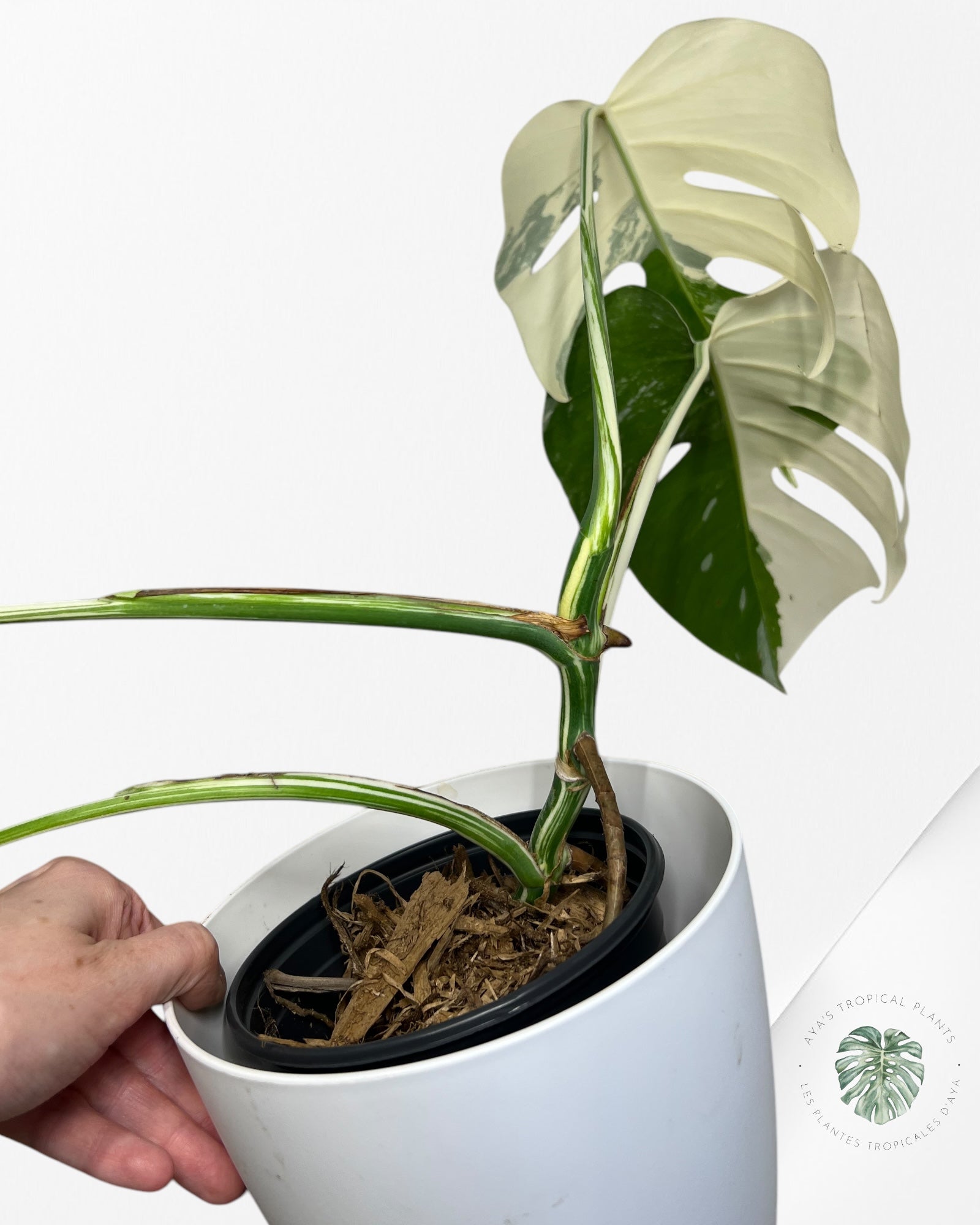 Monstera Borsigiana Albo-JA15