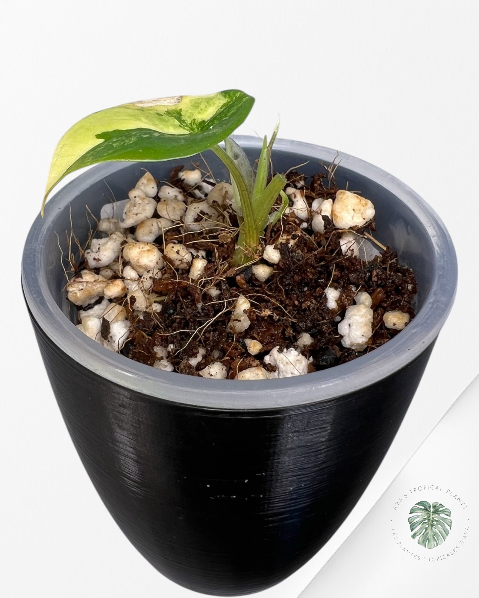 Alocasia Scalprum Aurea Variegated