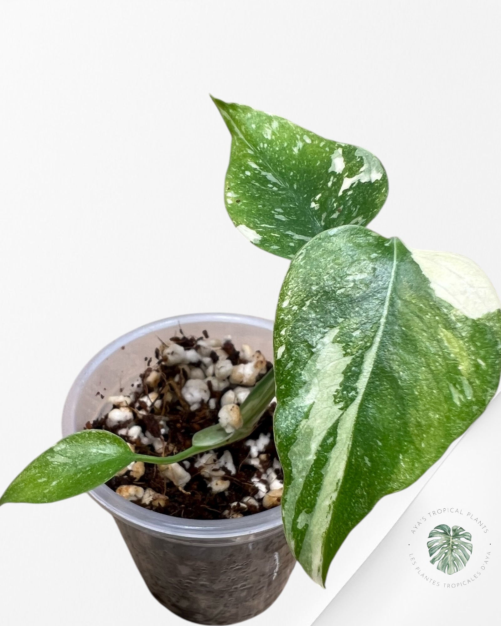 Monstera Thai Constellation Crème Brulée| Rare TC Plant | Aya's Tropical Plants