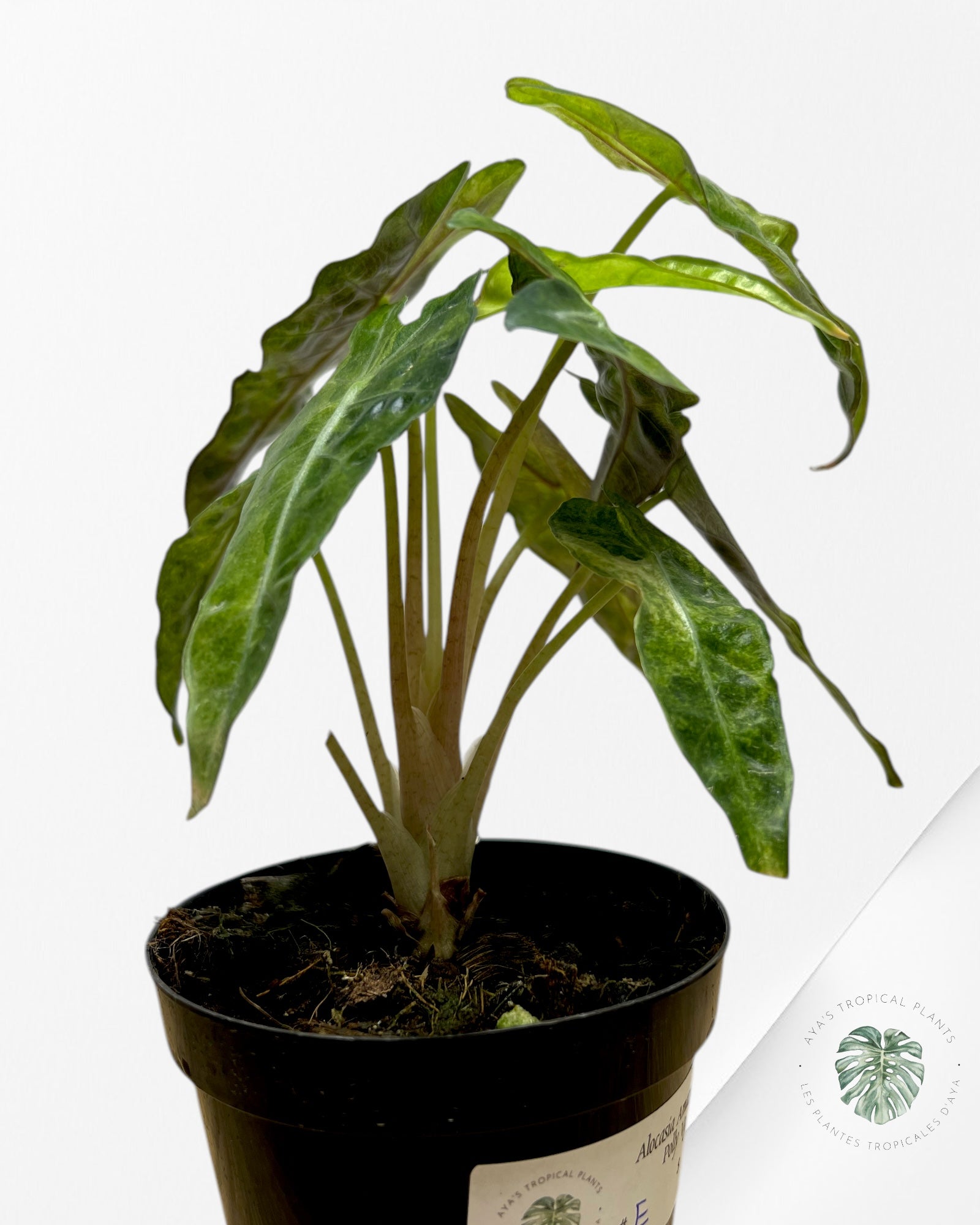 Alocasia Amazonica Polly Variagated-E