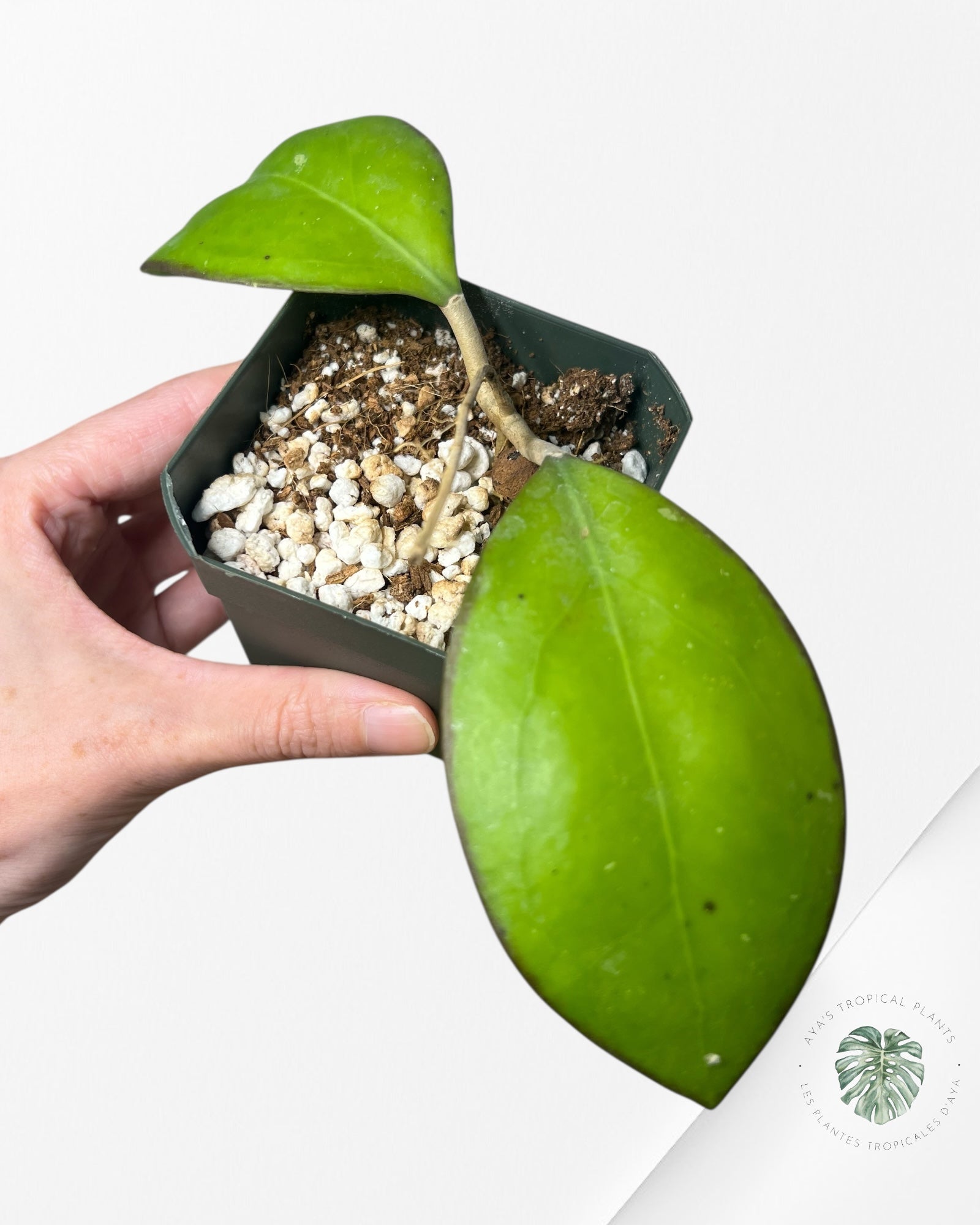Hoya Noelle - F1