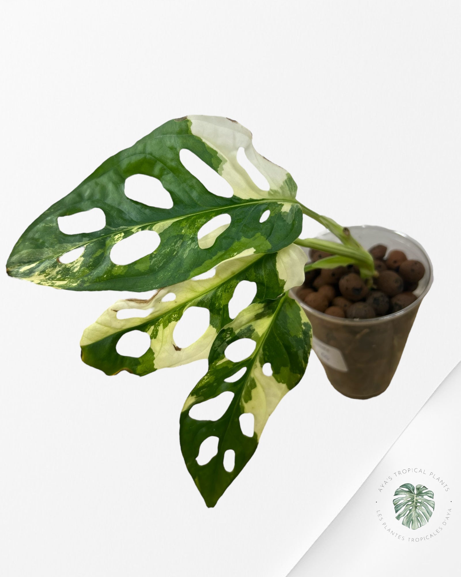 Monstera Acuminata Albo - A