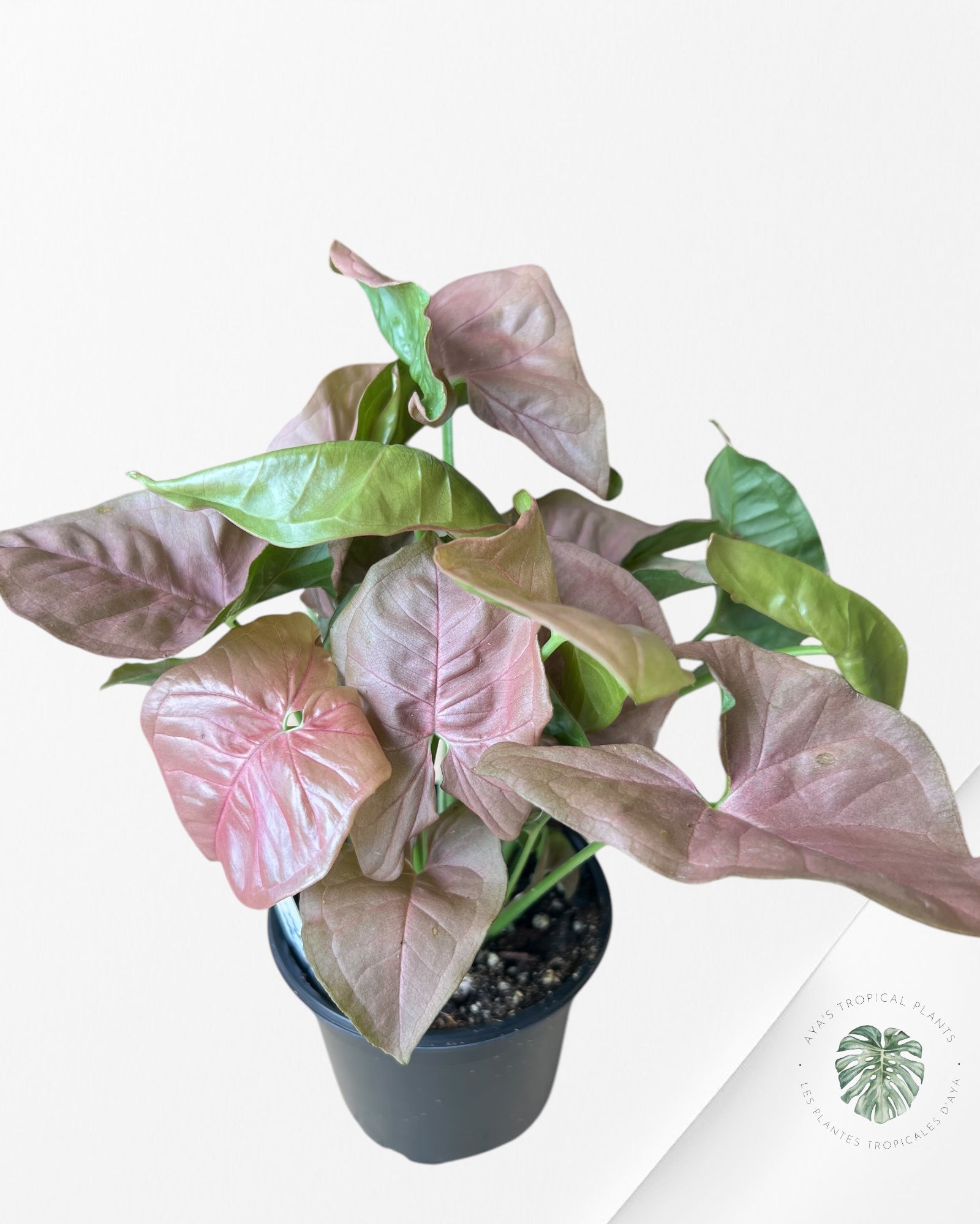 Syngonium 'Neon Robusta E