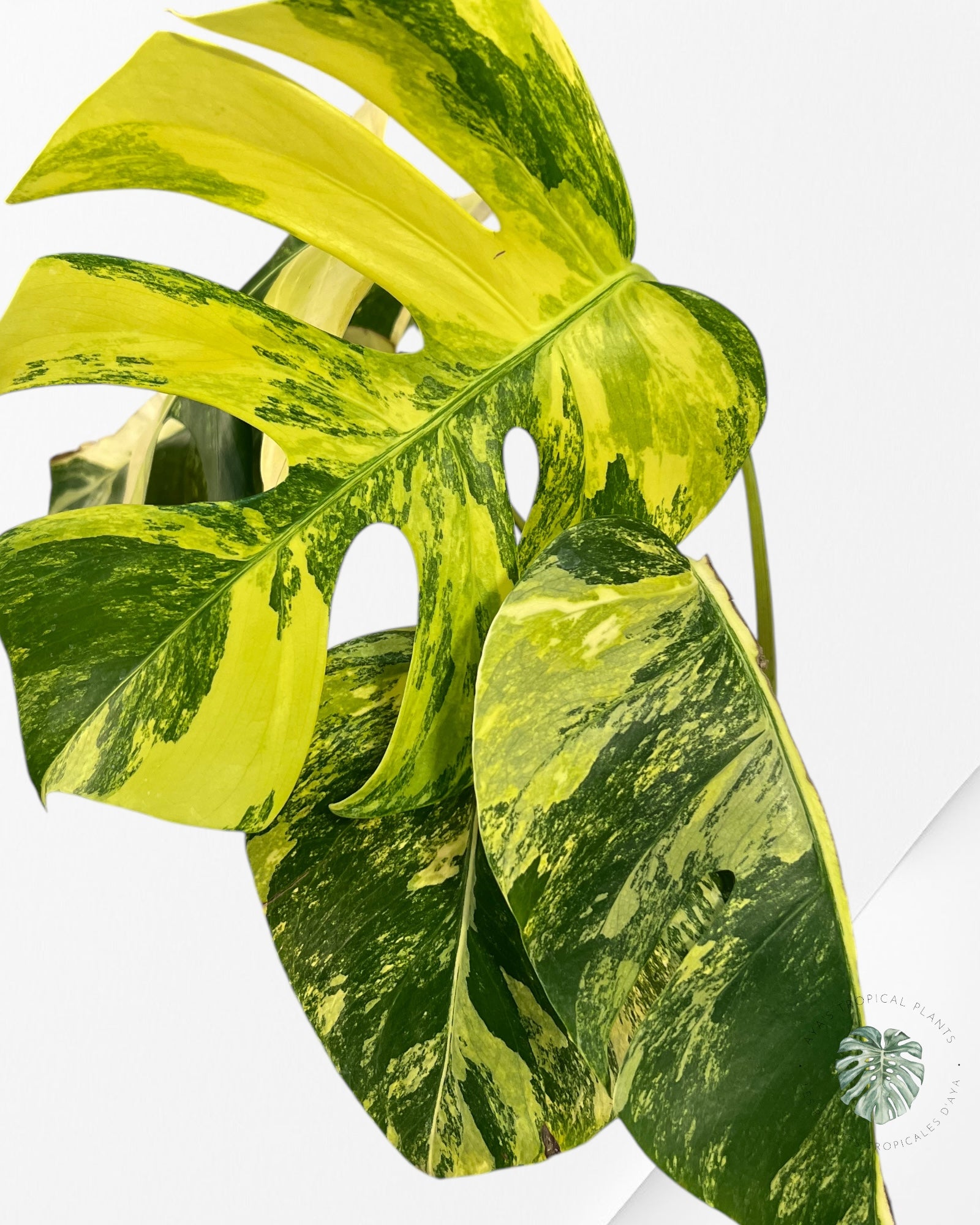 Monstera Aurea -JA6