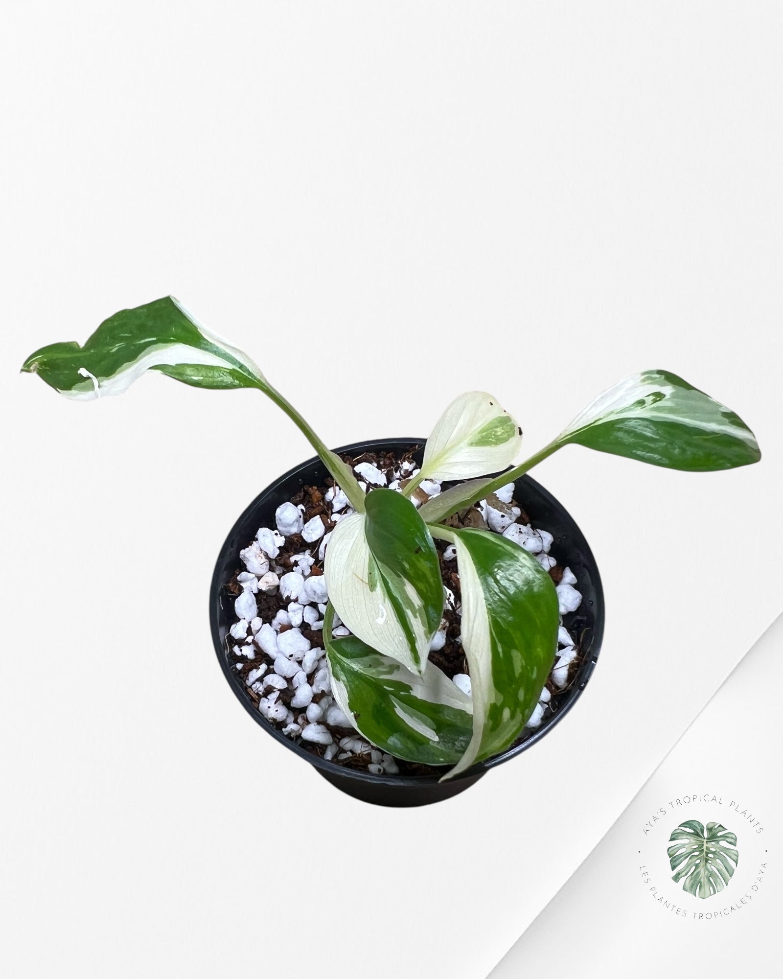 Homalomena rubescens "Albo" variegated  - 01