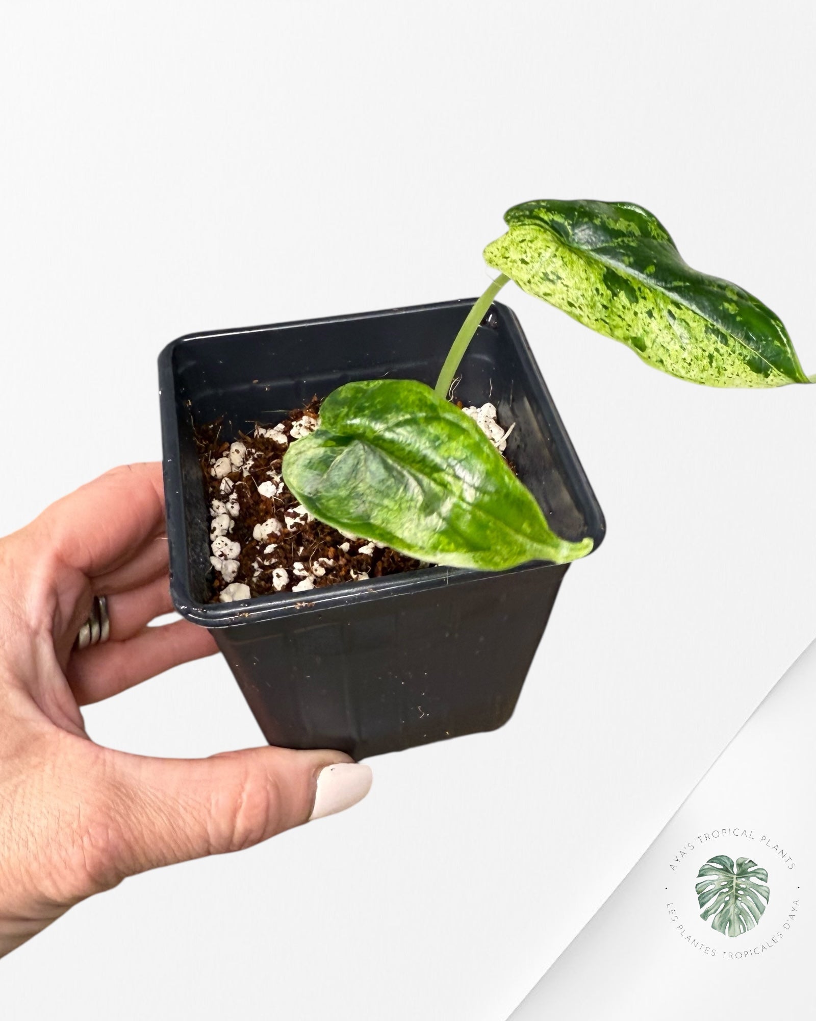 Alocasia Dragon Scale Mint -B