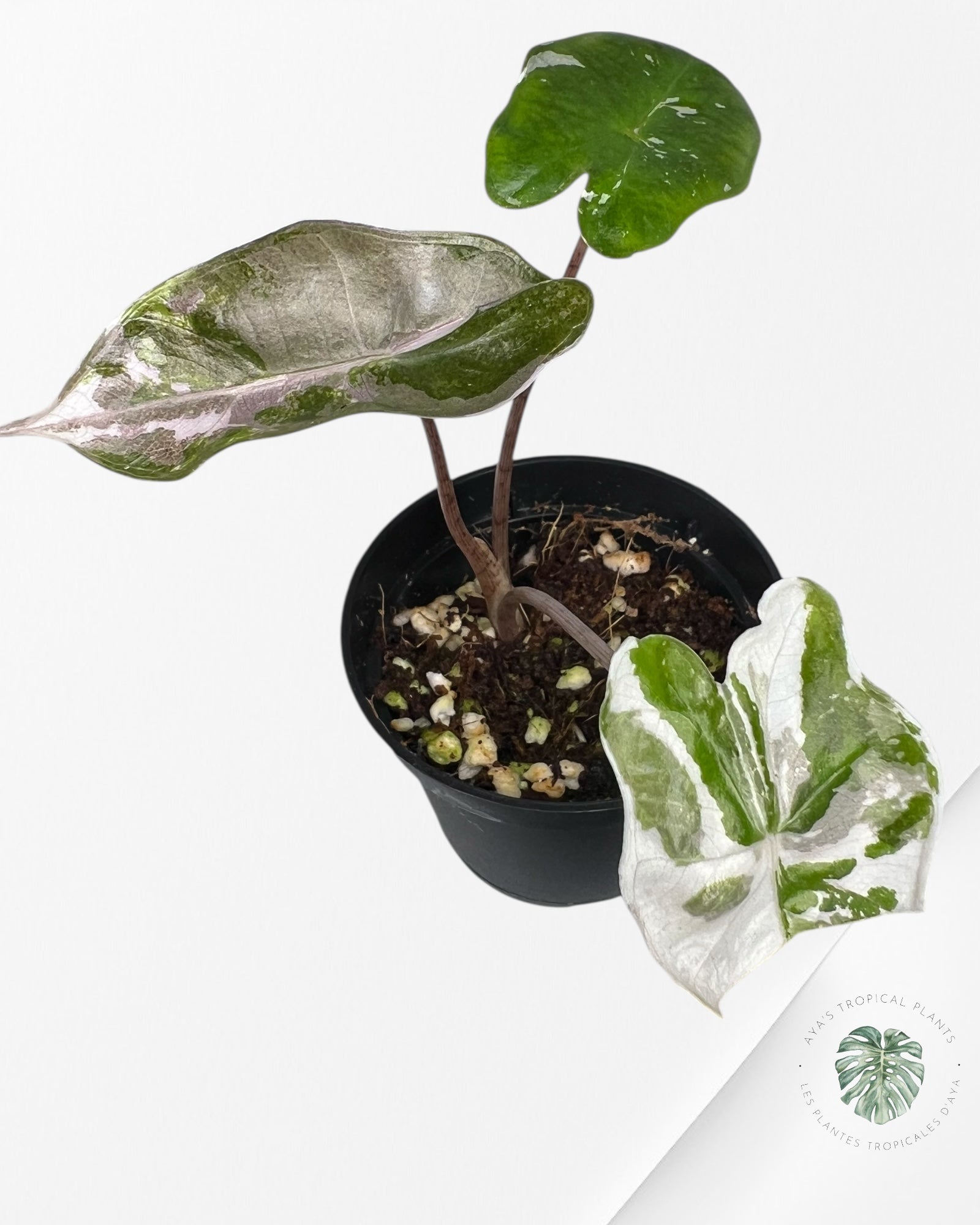 Alocasia Pseudo Sanderiana Albo/Pink - Q
