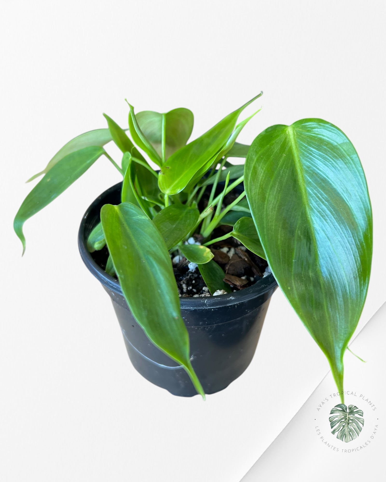 Philodendron Esmeraldense-F