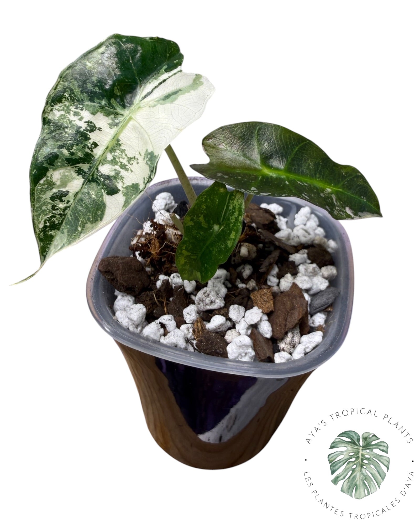 Alocasia Polly Pink Snowflake (Catégorie A)
